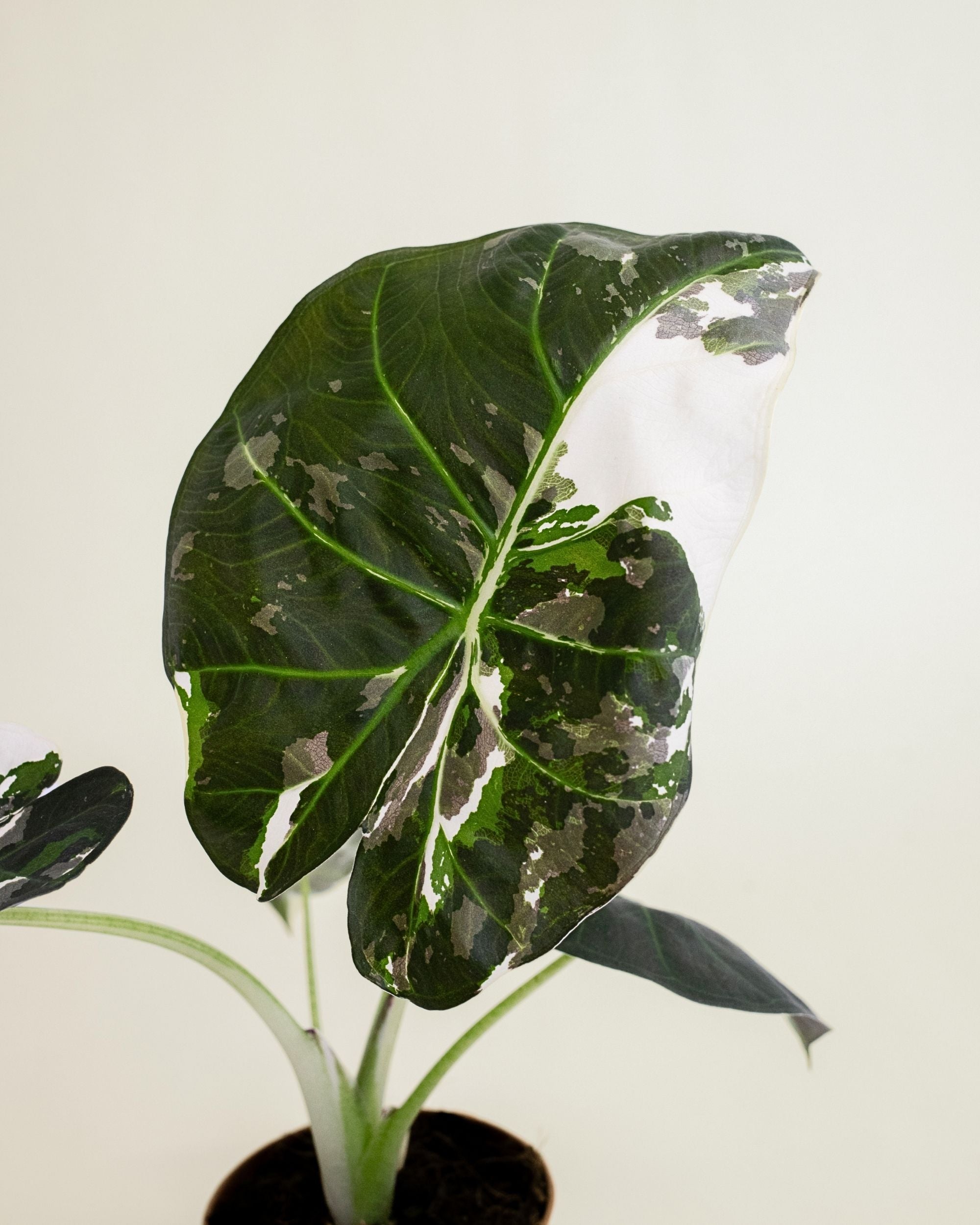 Alocasia Regal Shield Albo