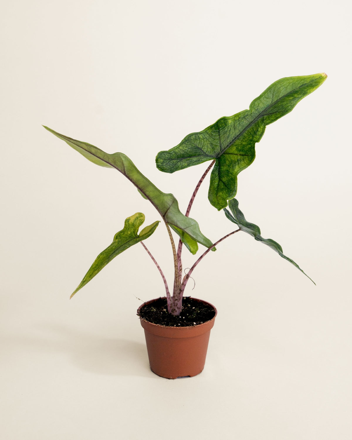 Alocasia Sabrina Narrow Aurea