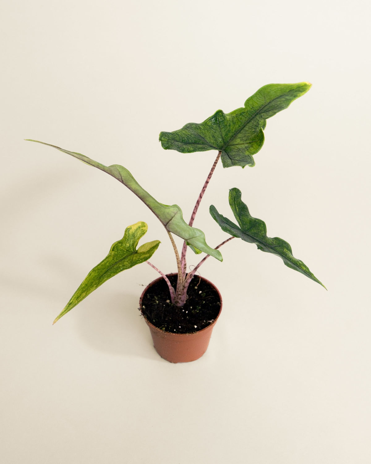 Alocasia Sabrina Narrow Aurea