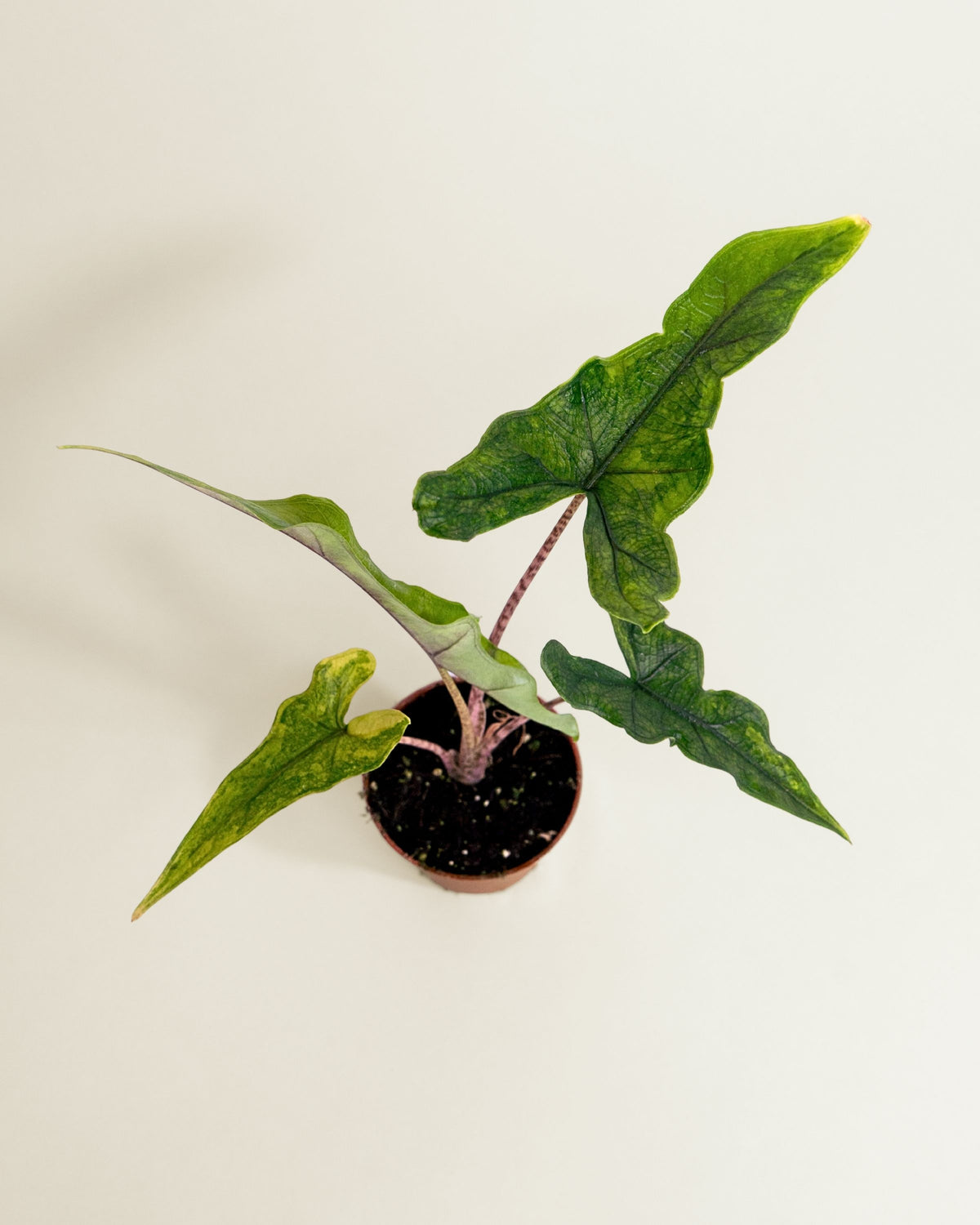 Alocasia Sabrina Narrow Aurea