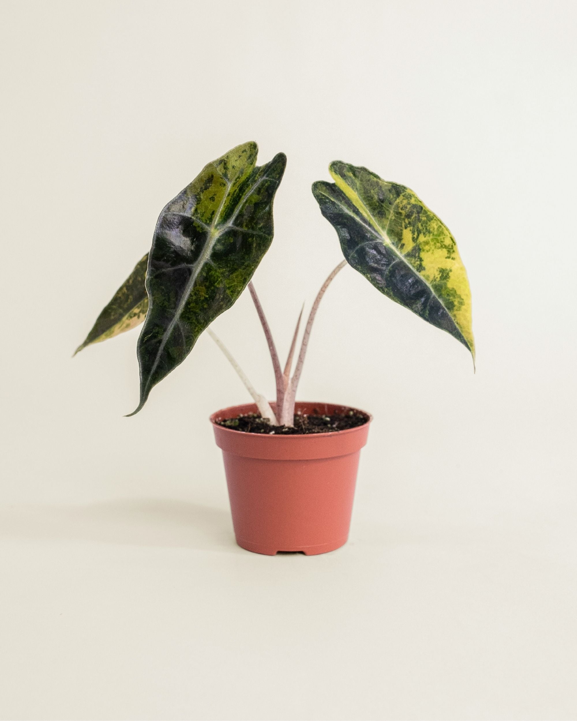 Alocasia Sanderiana Bull Variegata