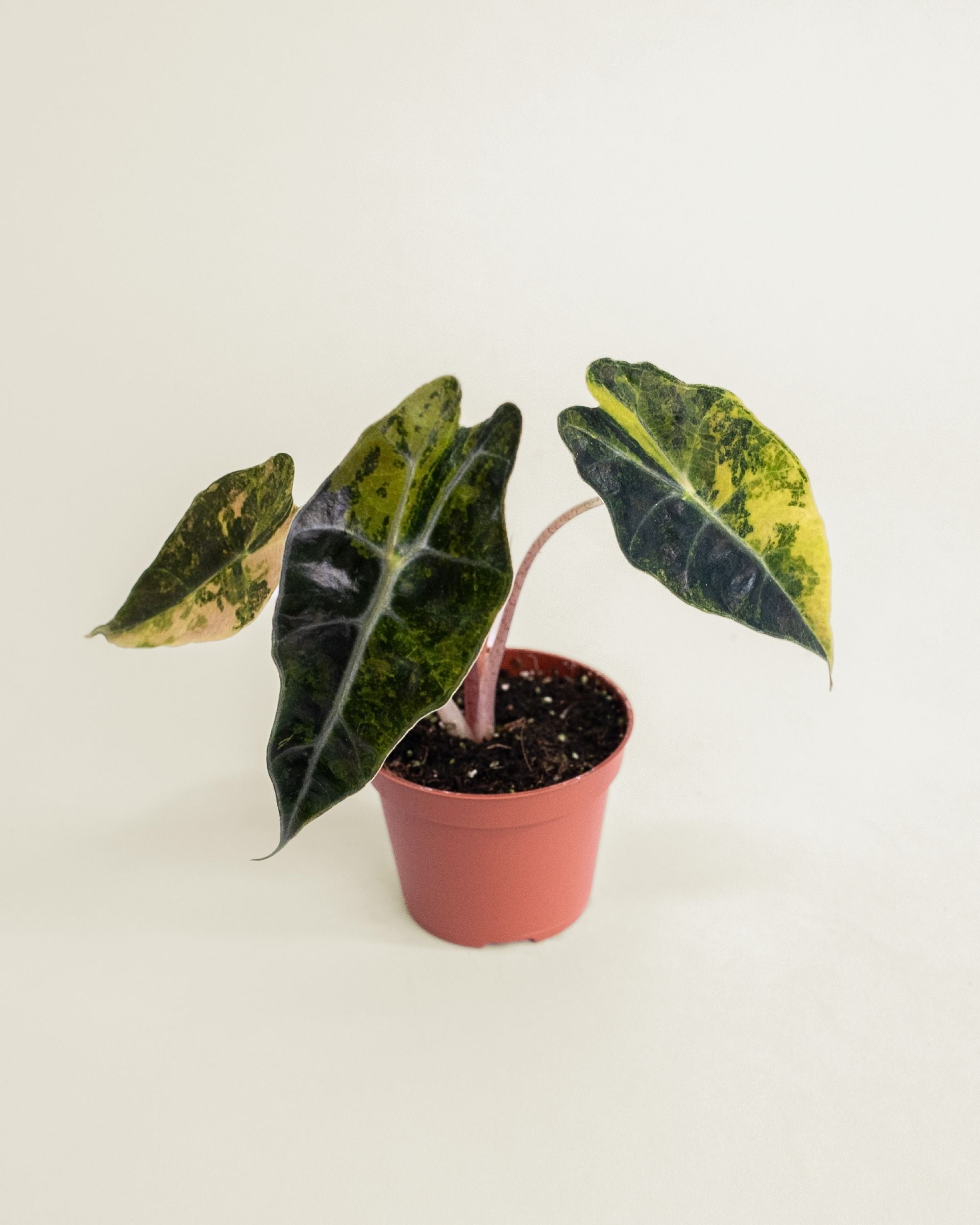 Alocasia Sanderiana Bull Variegata