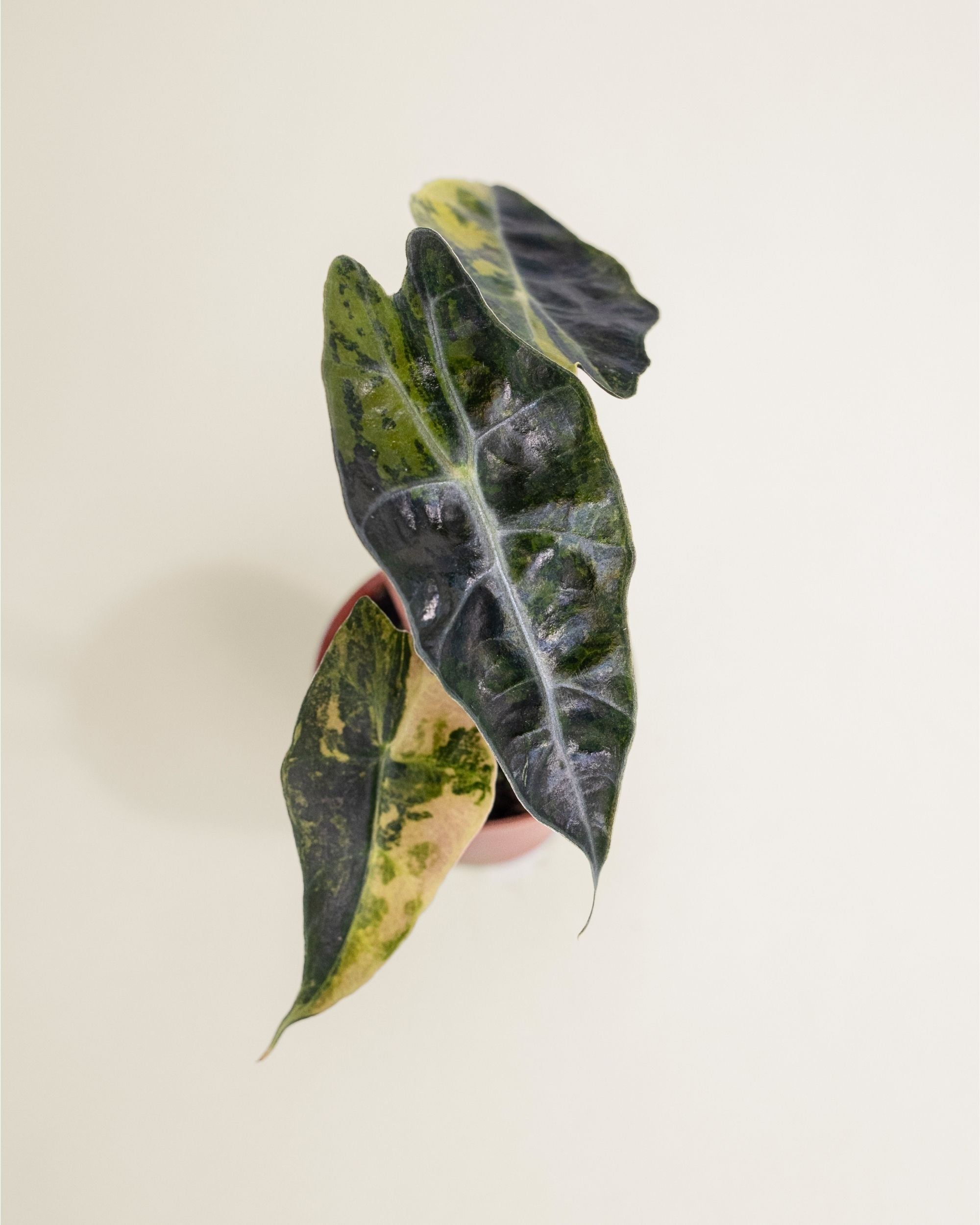 Alocasia Sanderiana Bull Variegata