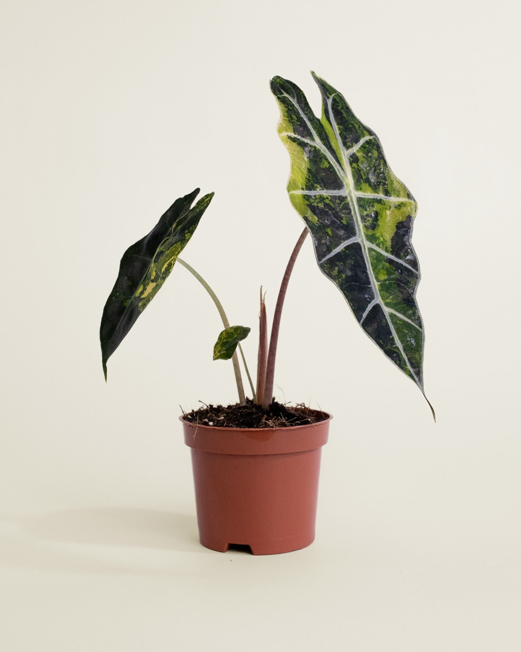 Alocasia Sanderiana Bull Variegata