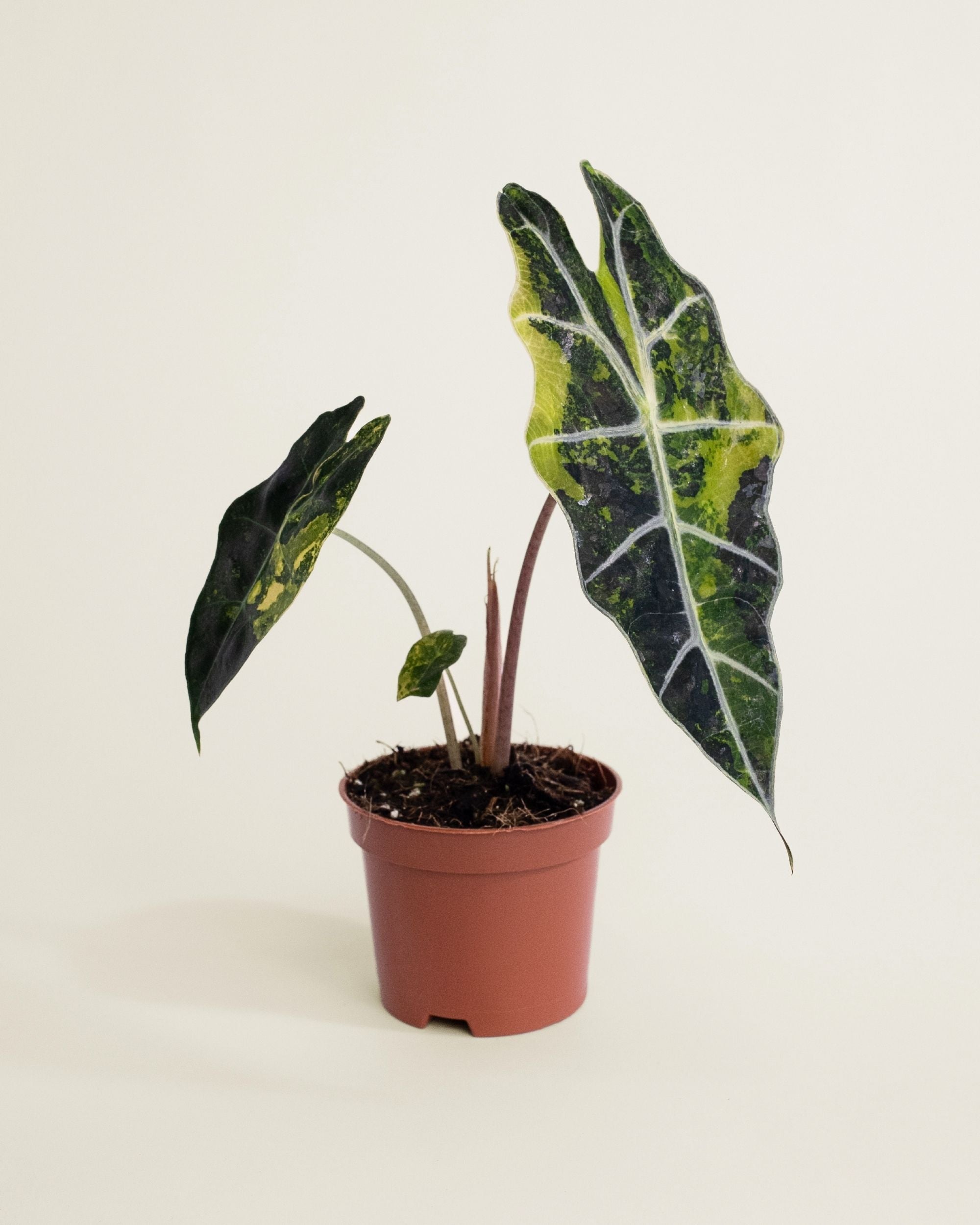 Alocasia Sanderiana Bull Variegata
