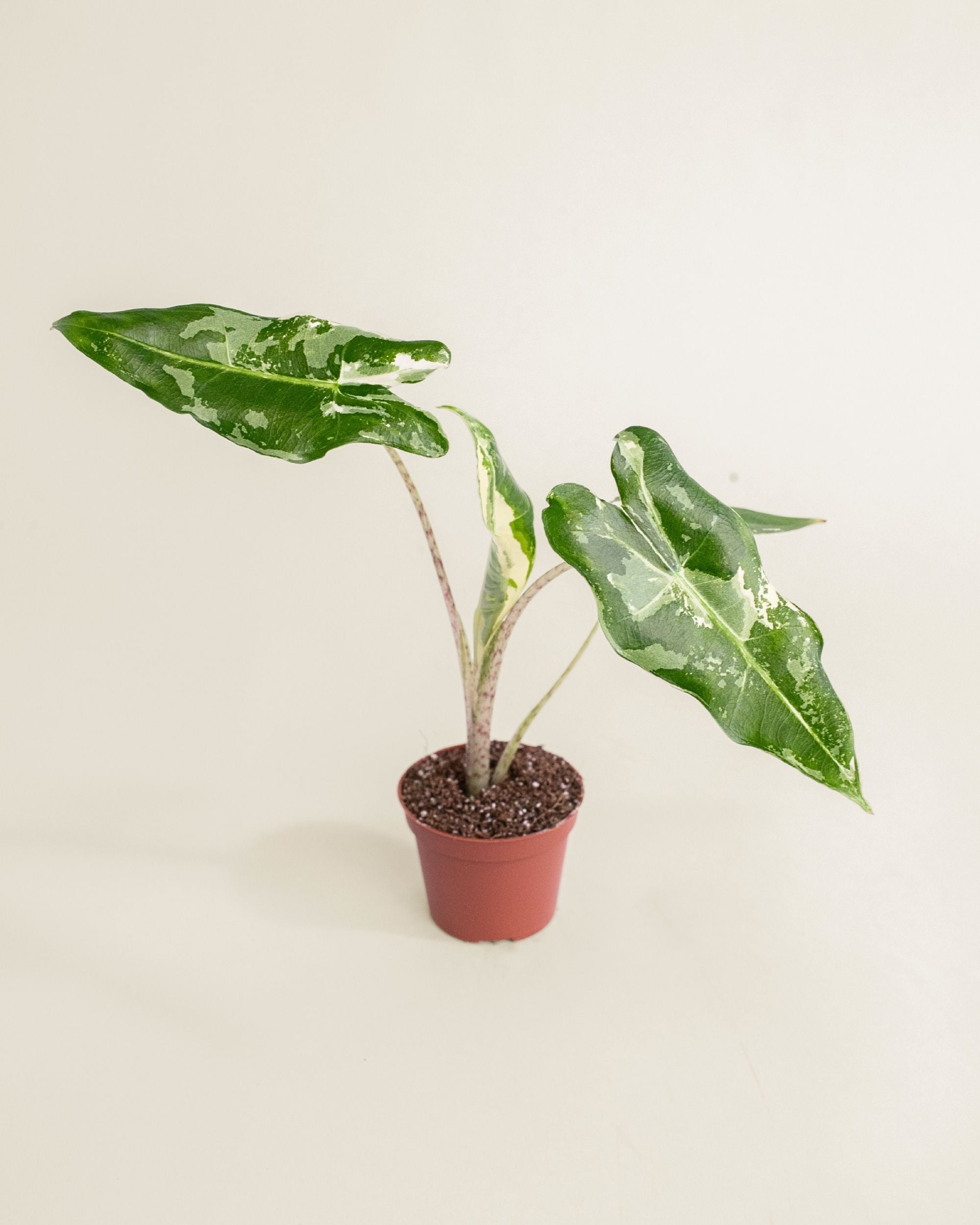 Alocasia Sarian Albo