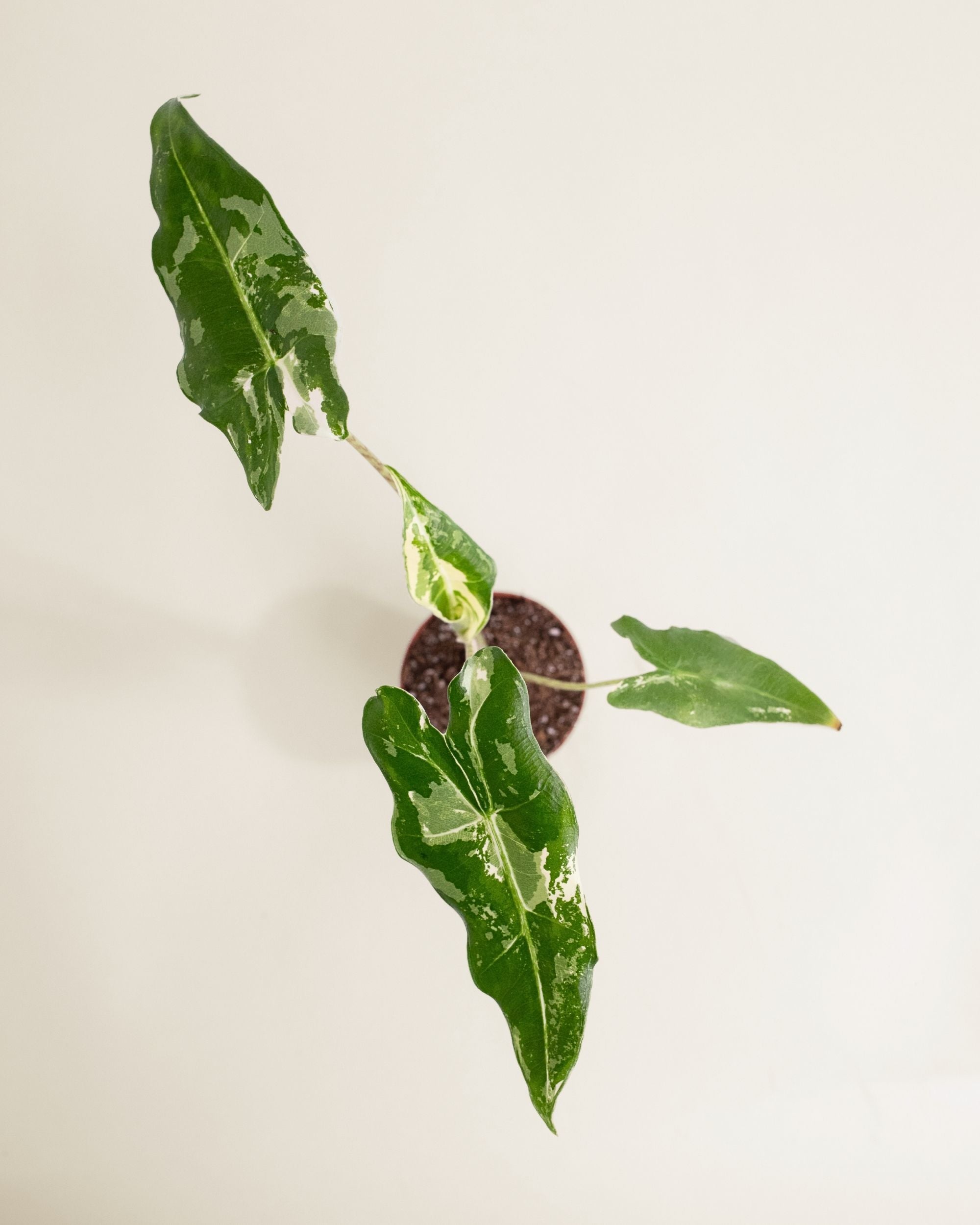 Alocasia Sarian Albo