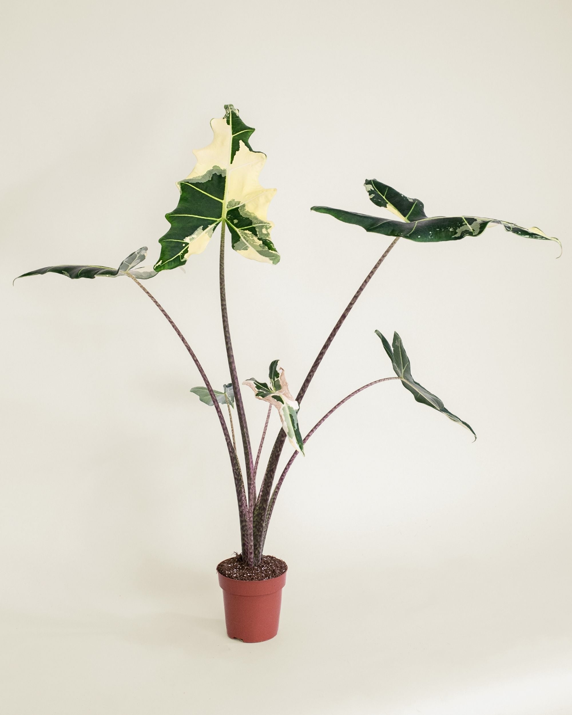 Alocasia Sarian Albo
