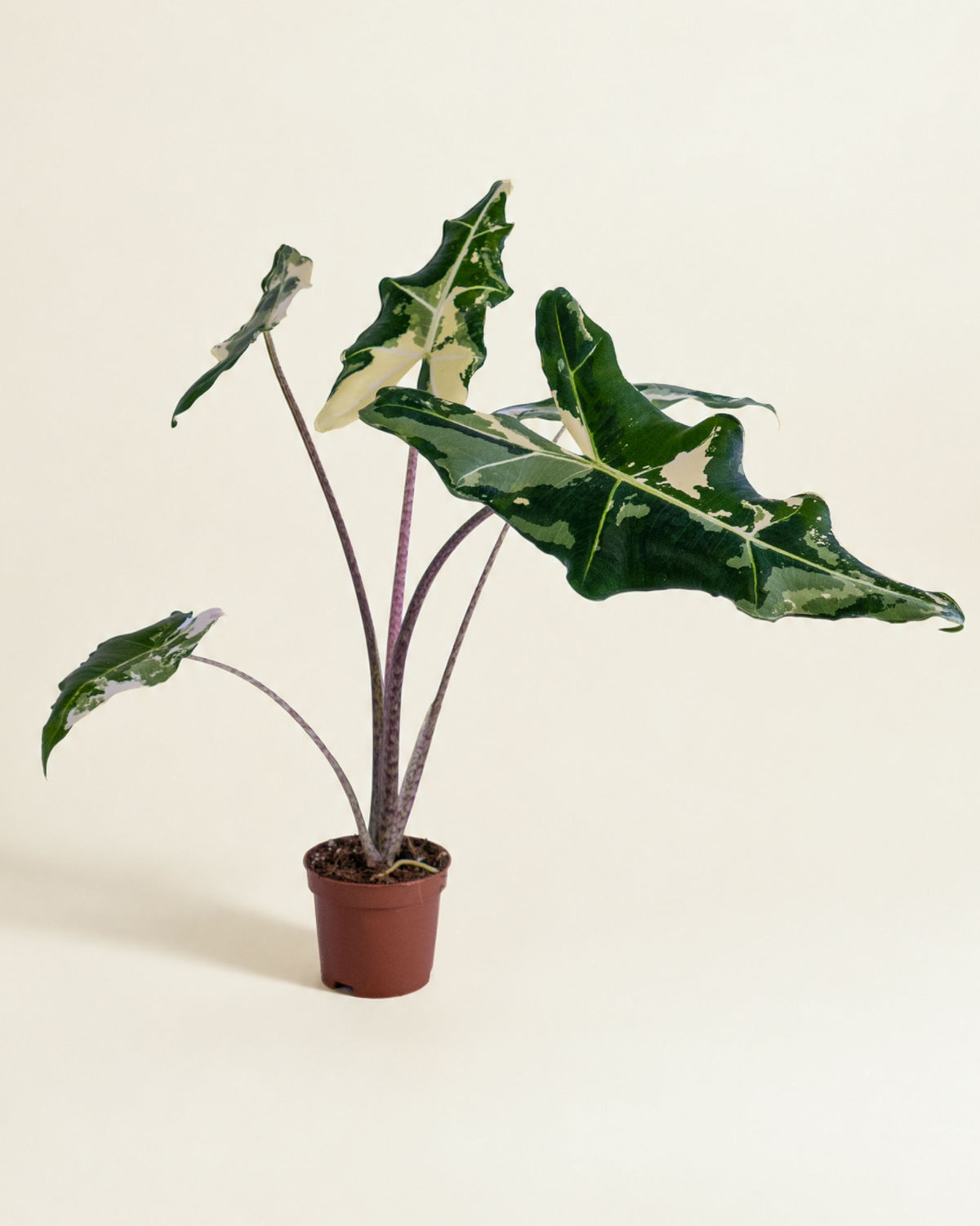 Alocasia Sarian Albo