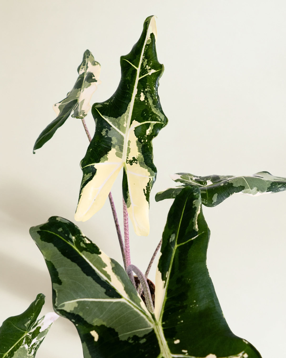 Alocasia Sarian Albo