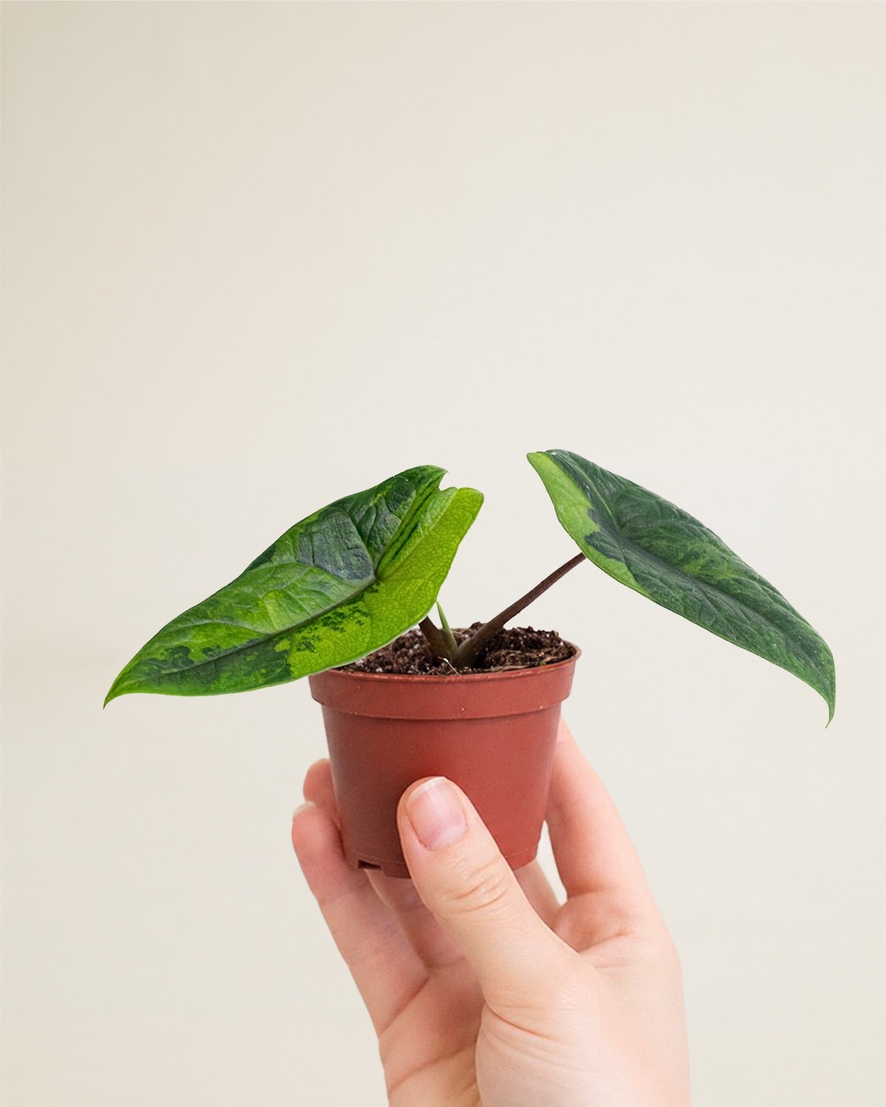 Alocasia Scalprum Aurea