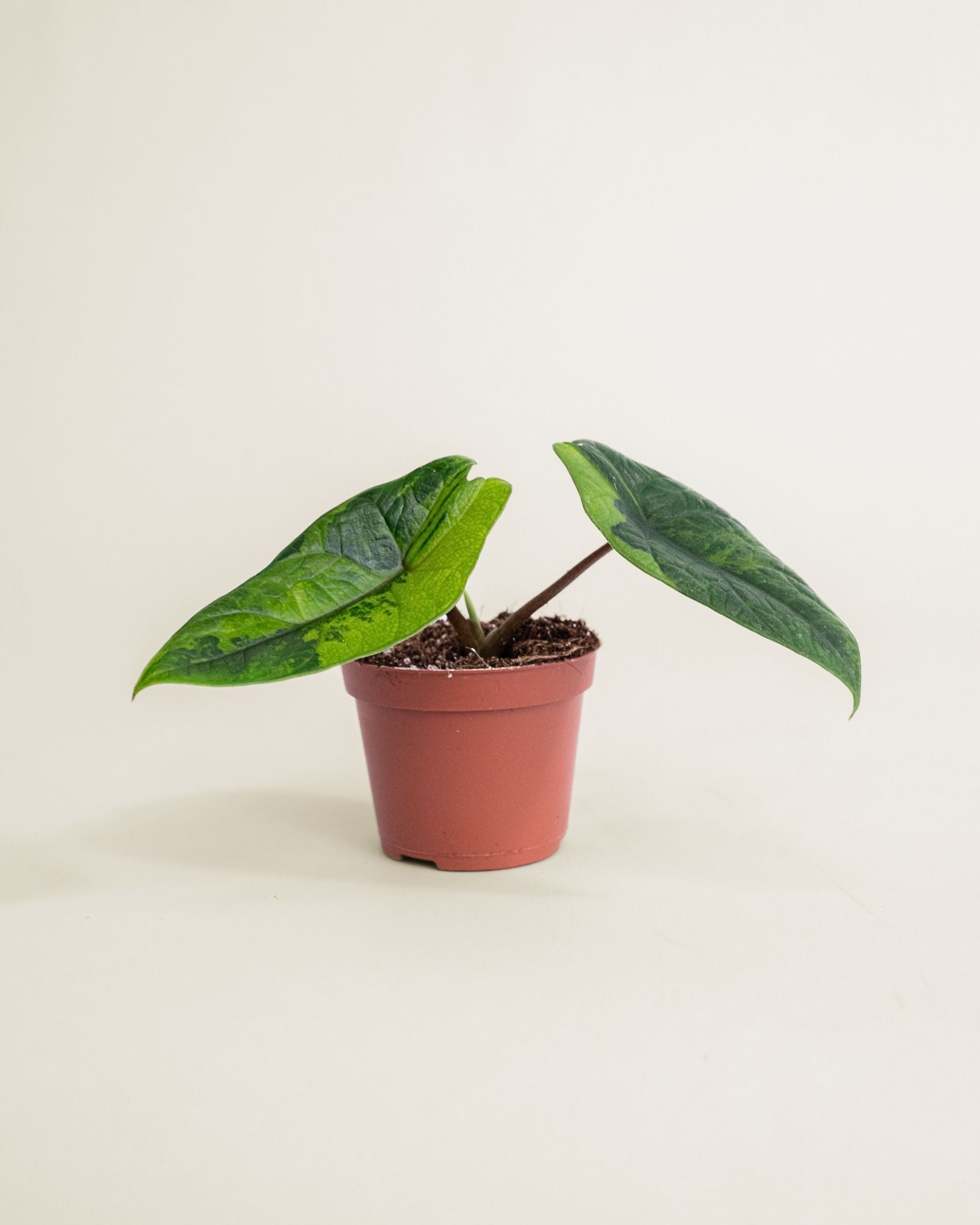 Alocasia Scalprum Aurea