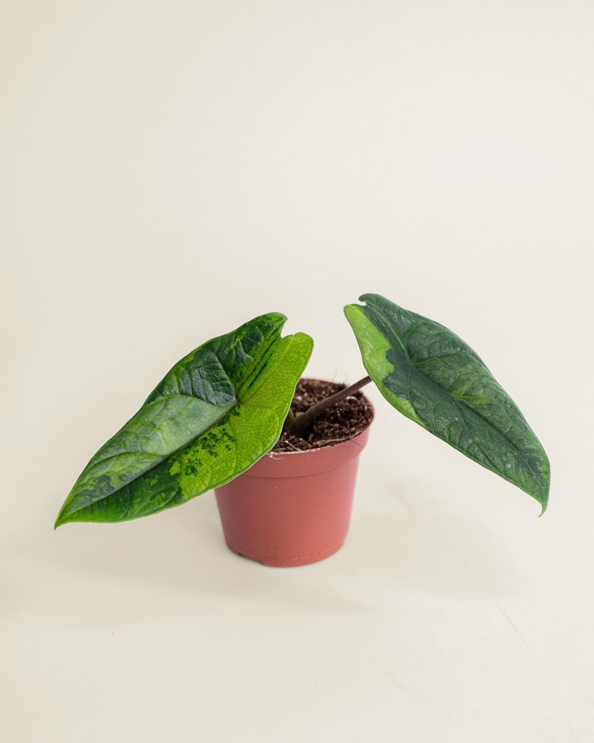 Alocasia Scalprum Aurea