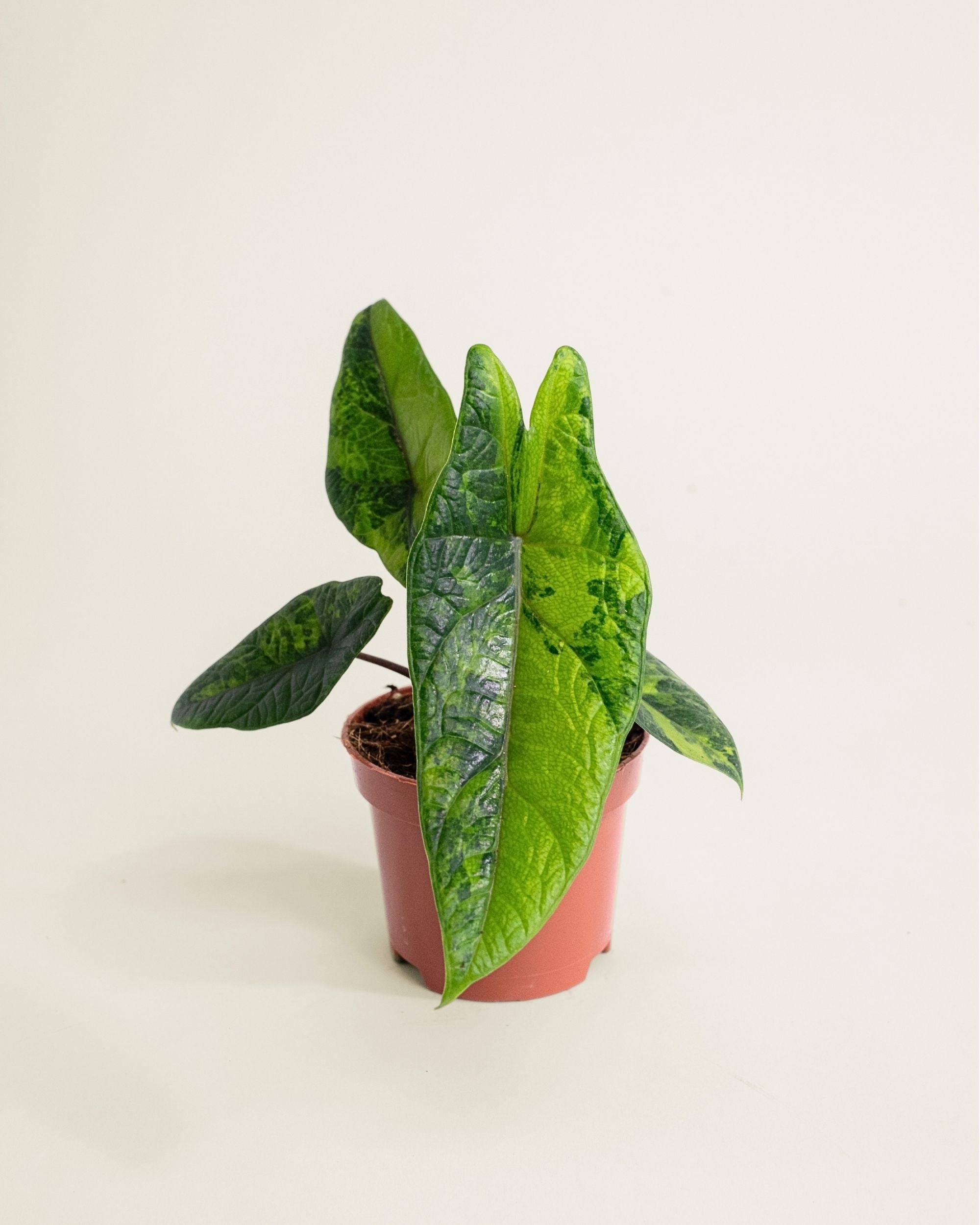 Alocasia Scalprum Aurea