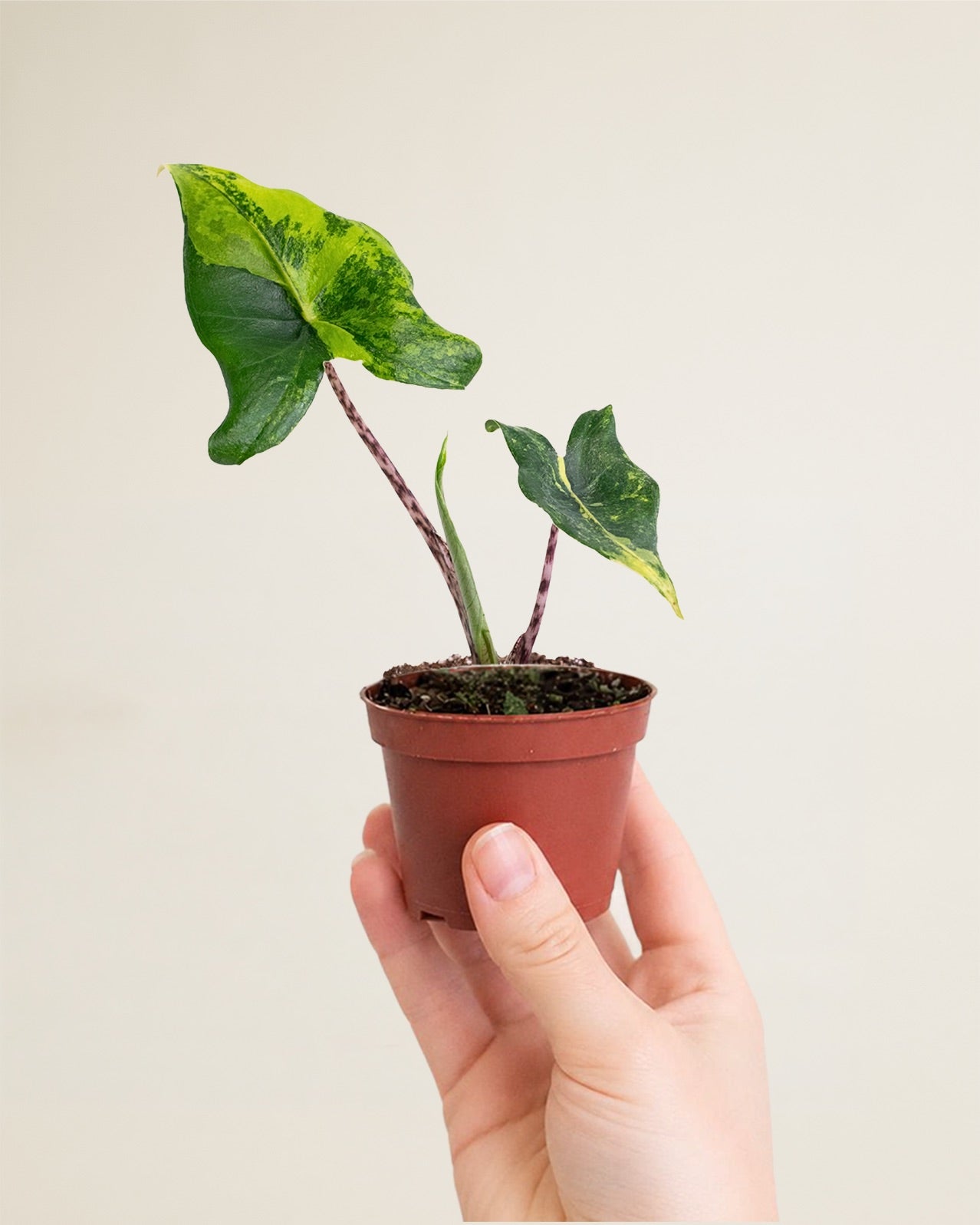 Alocasia Siberian Tiger Aurea