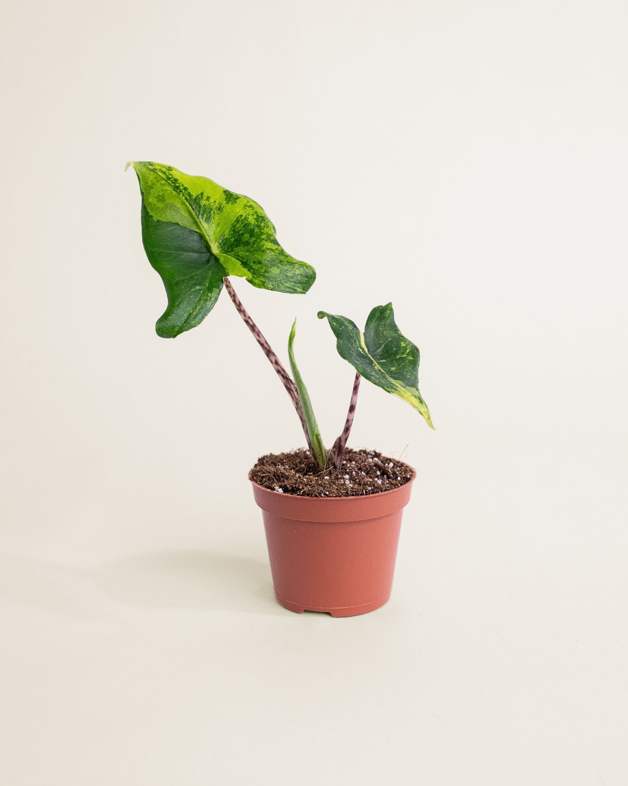 Alocasia Siberian Tiger Aurea