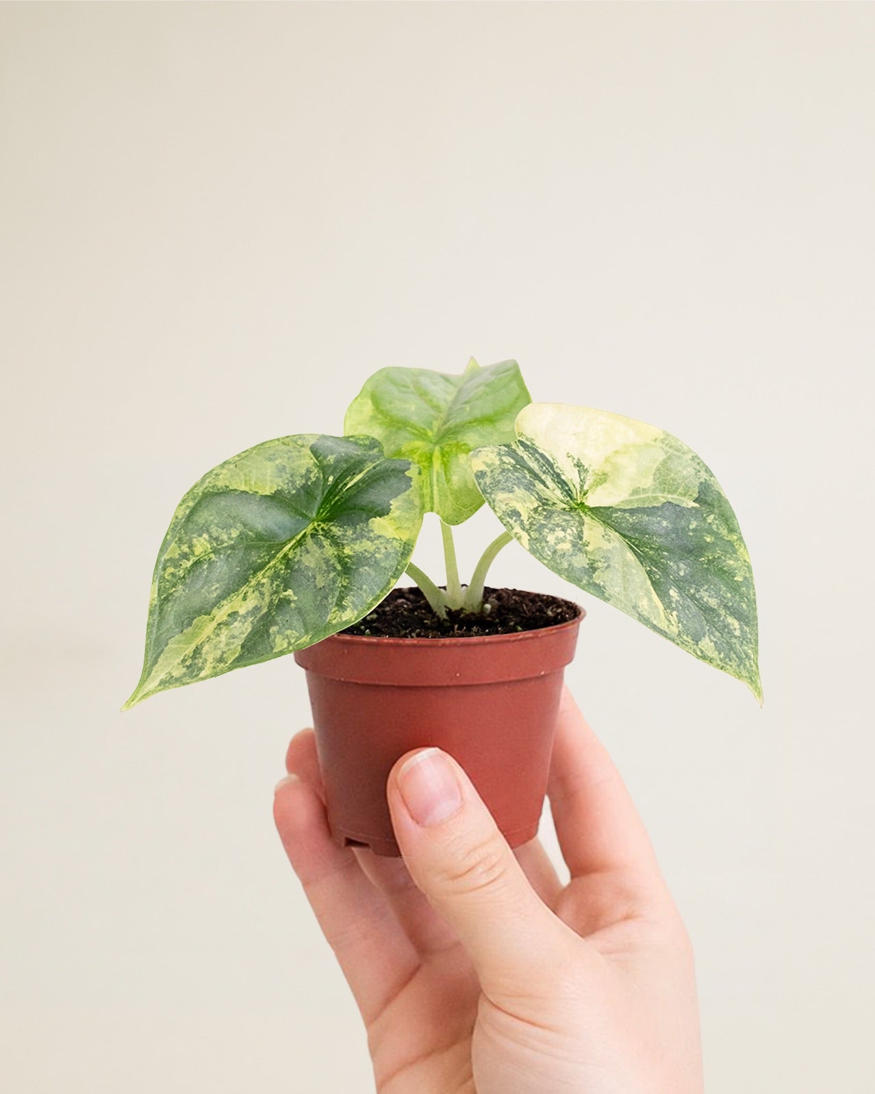 Alocasia Silver Dragon Aurea