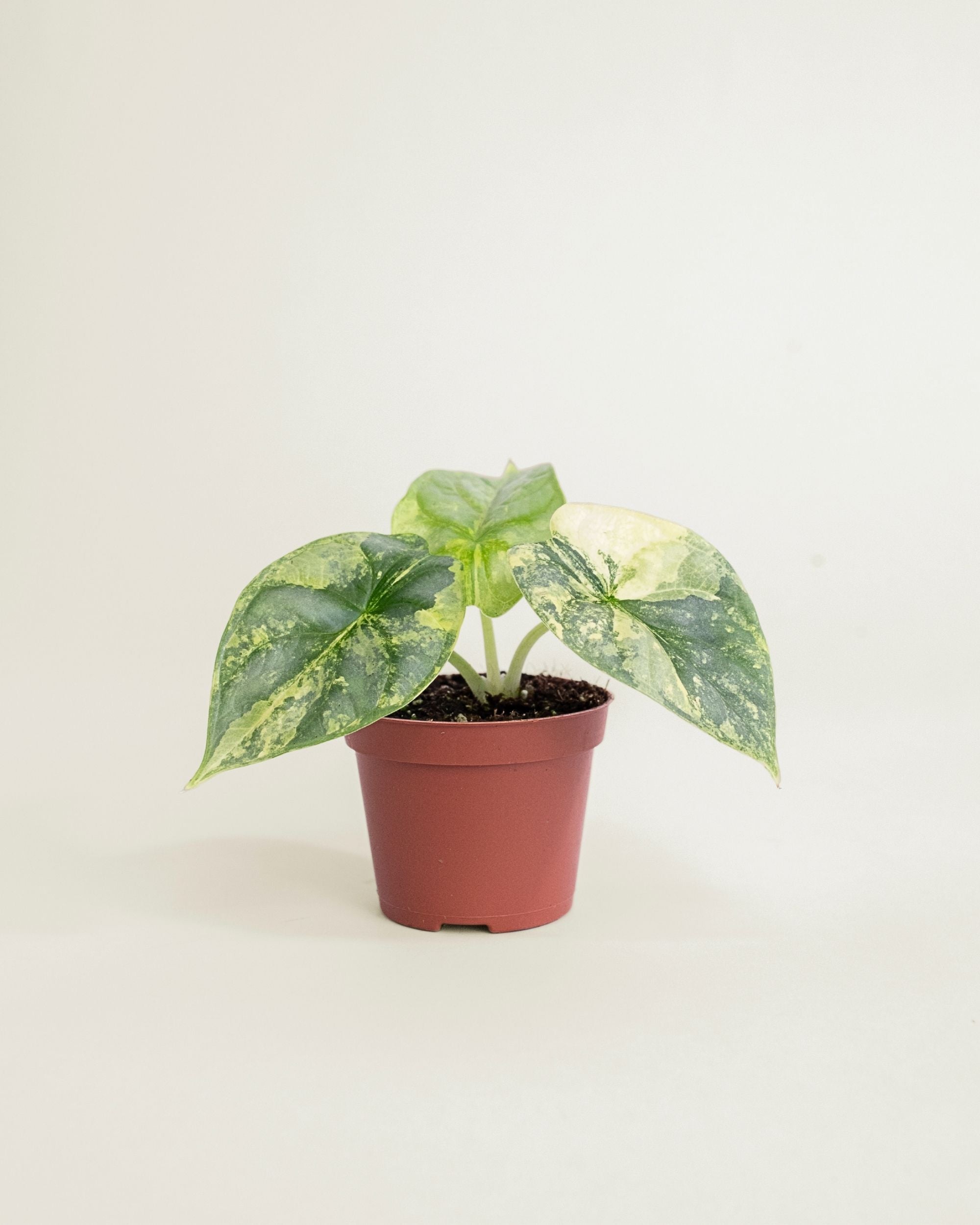 Alocasia Silver Dragon Aurea