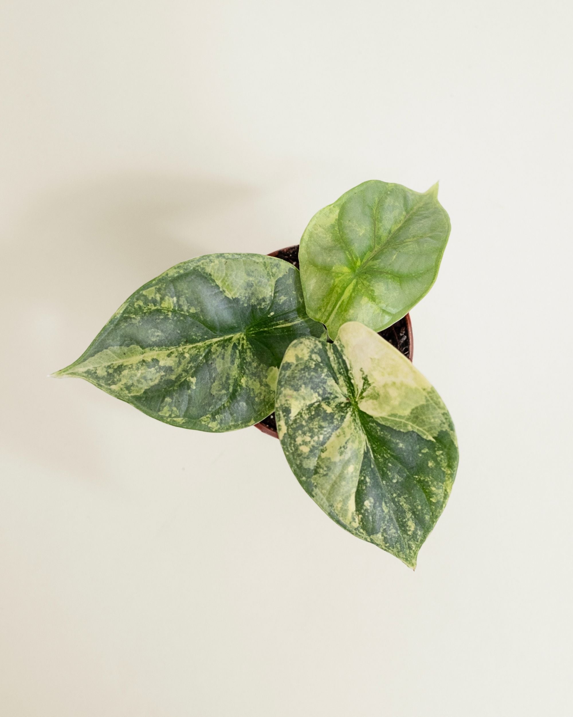 Alocasia Silver Dragon Aurea