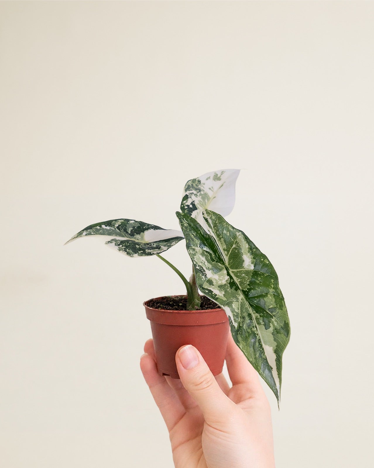 Alocasia Simpo Albo