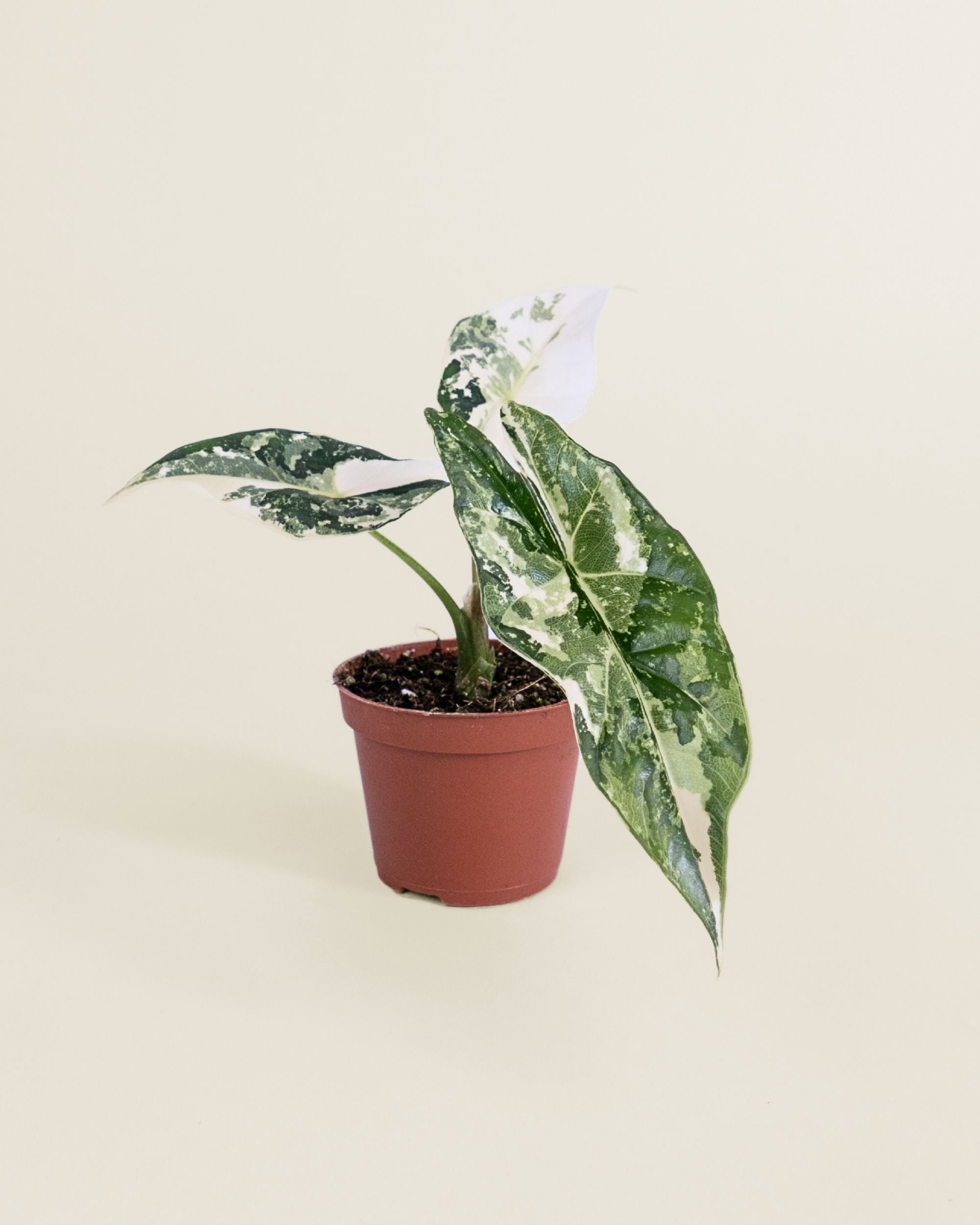 Alocasia Simpo Albo