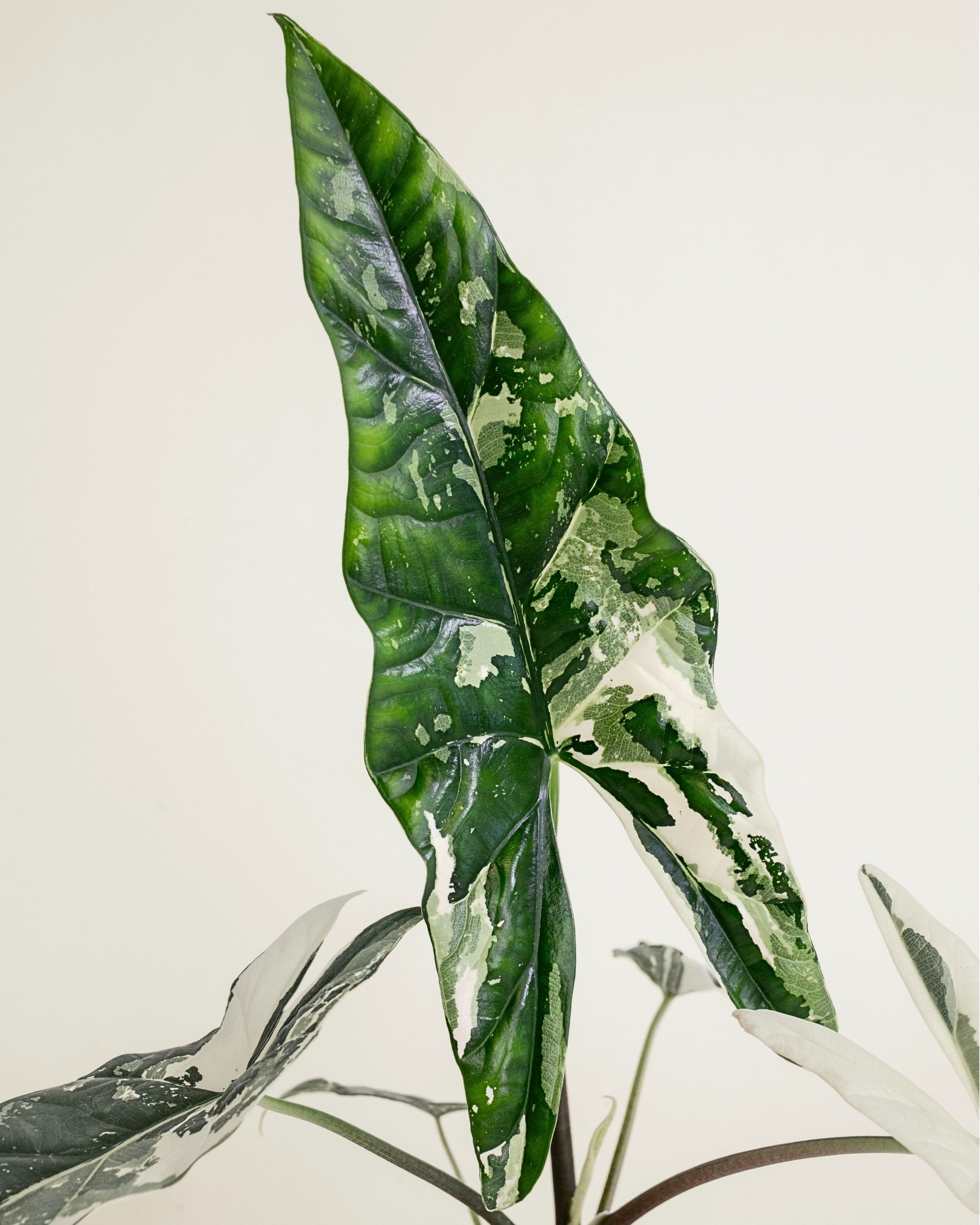 Alocasia Simpo Albo