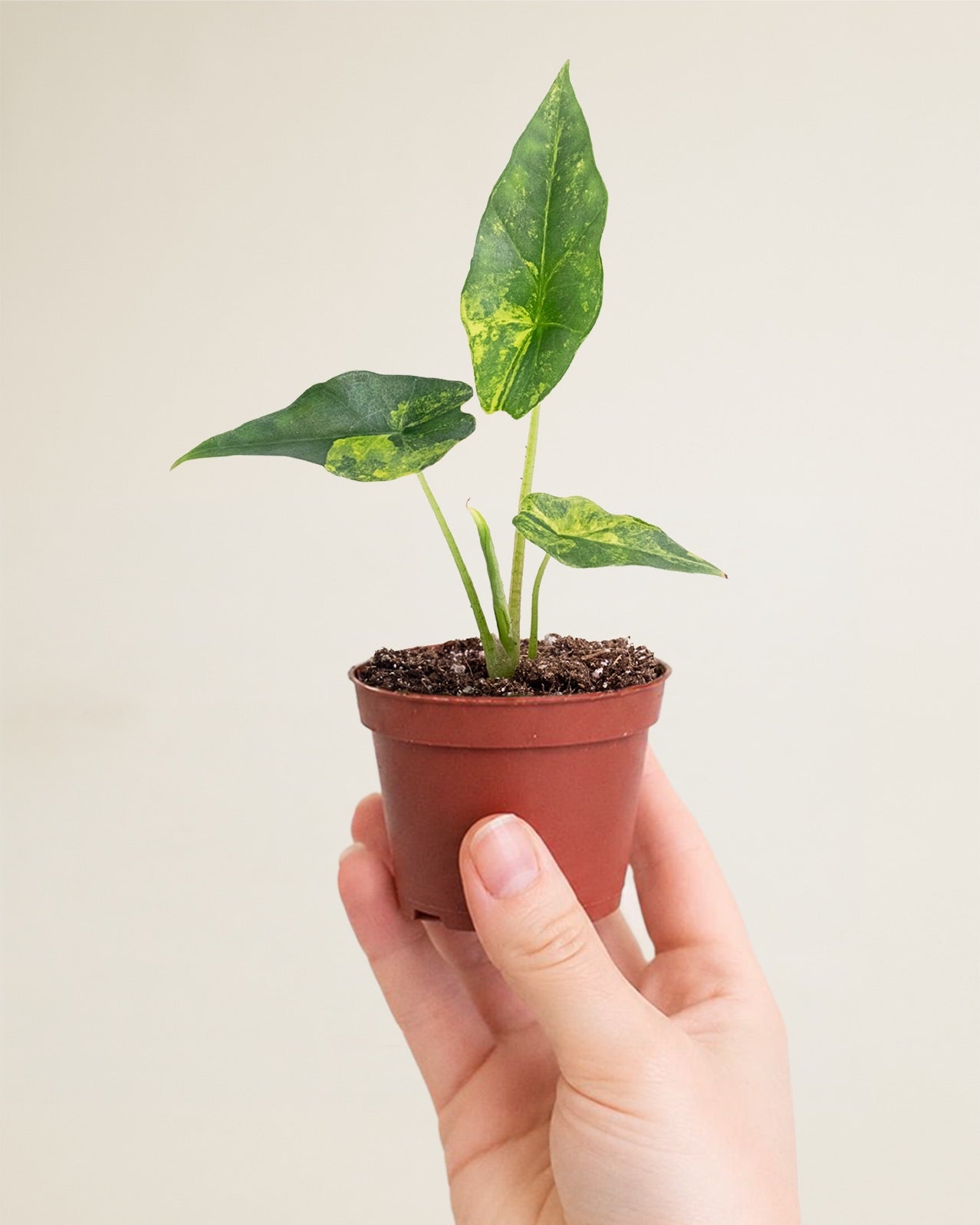 Alocasia Simpo Aurea