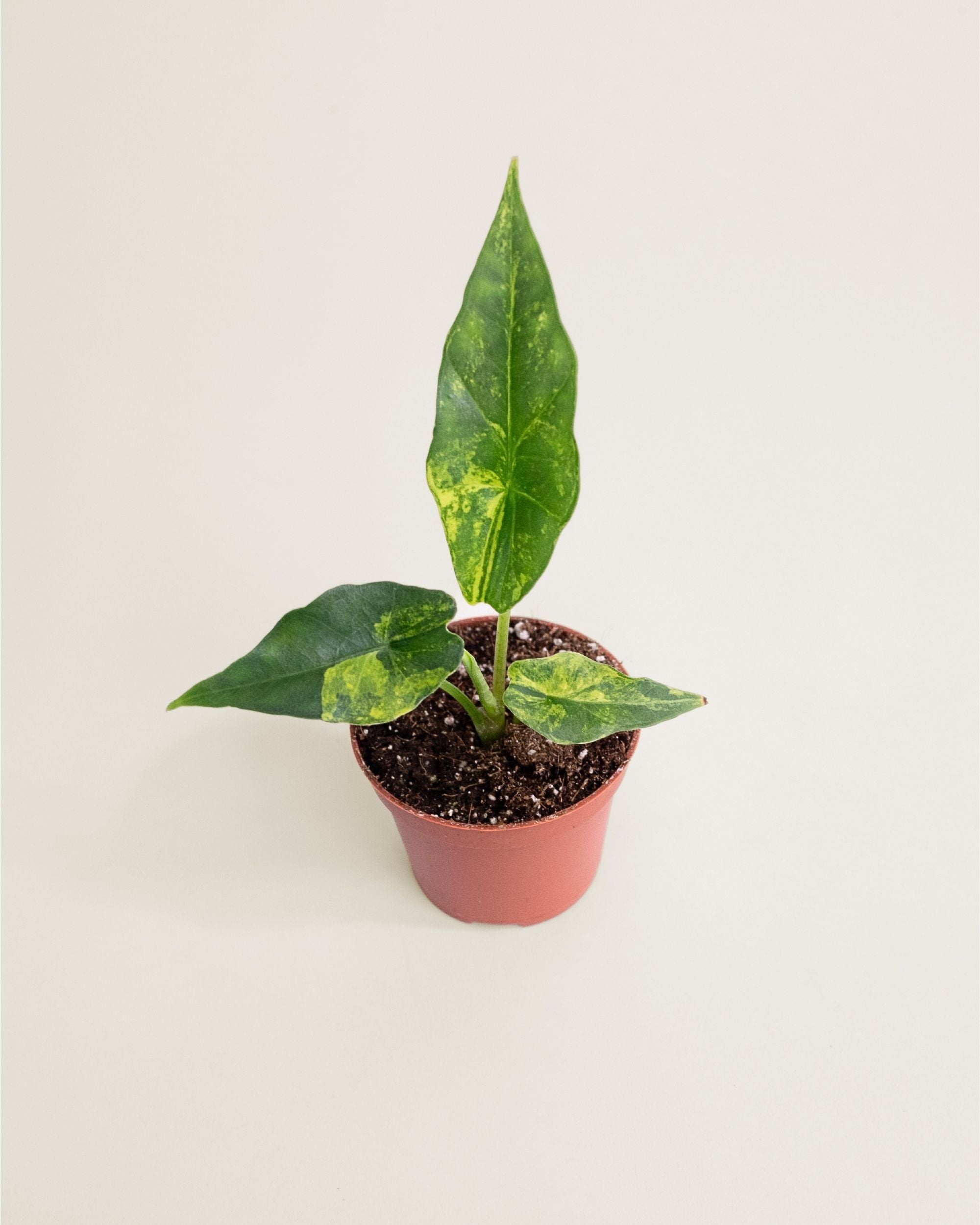 Alocasia Simpo Aurea