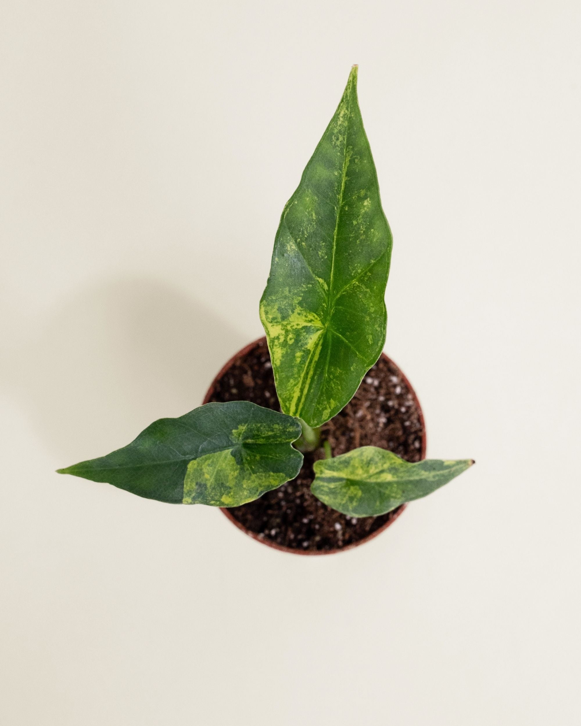 Alocasia Simpo Aurea