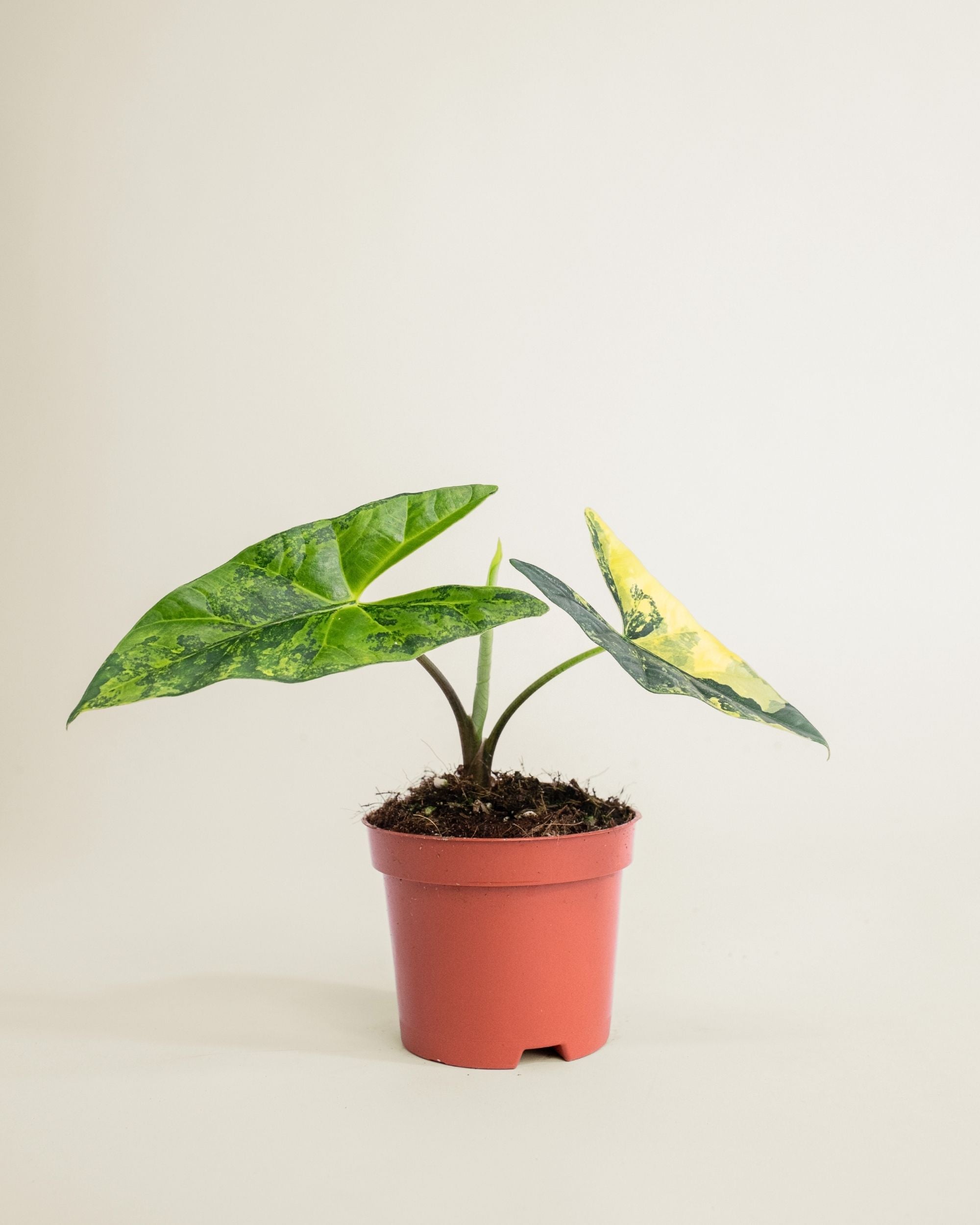 Alocasia Simpo Aurea