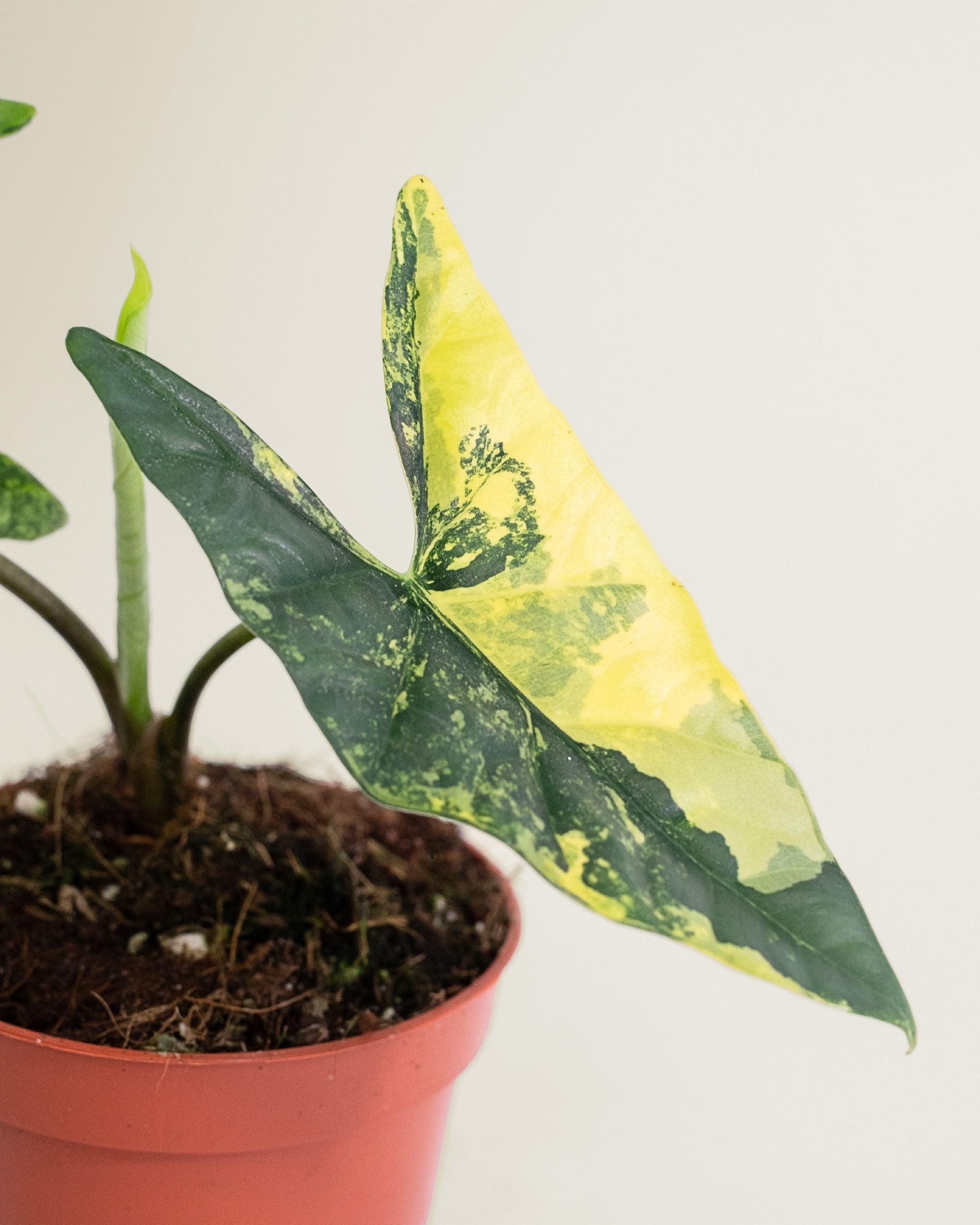 Alocasia Simpo Aurea