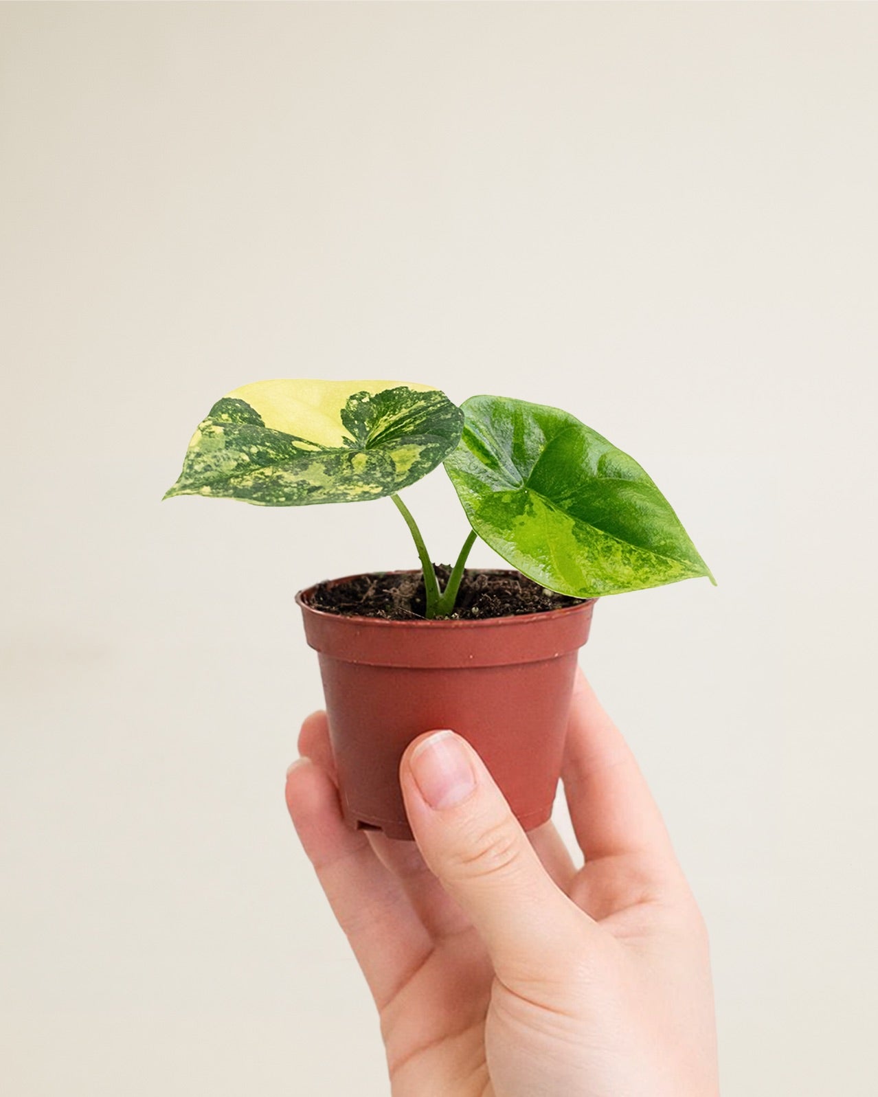 Alocasia Sinuata Aurea