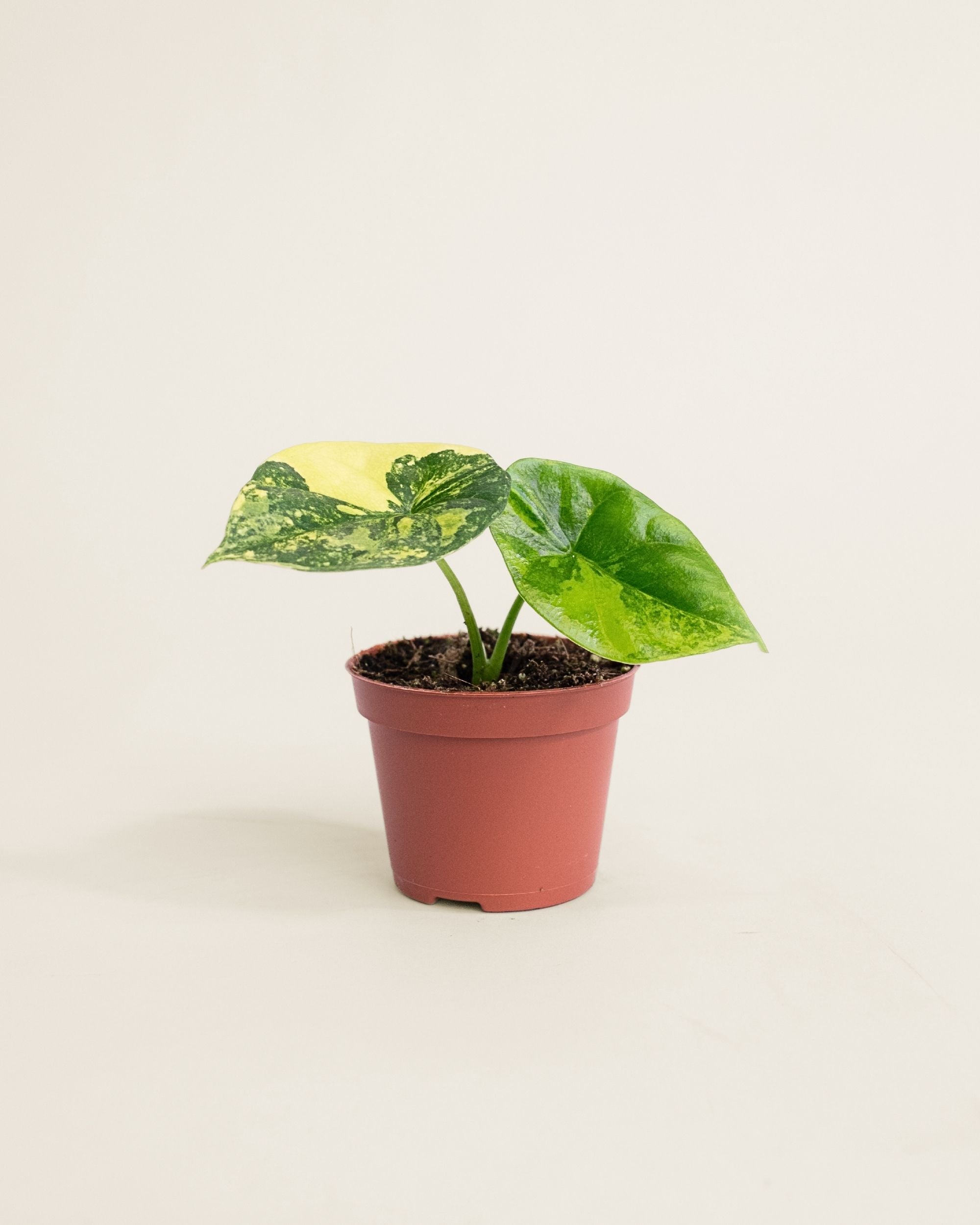 Alocasia Sinuata Aurea