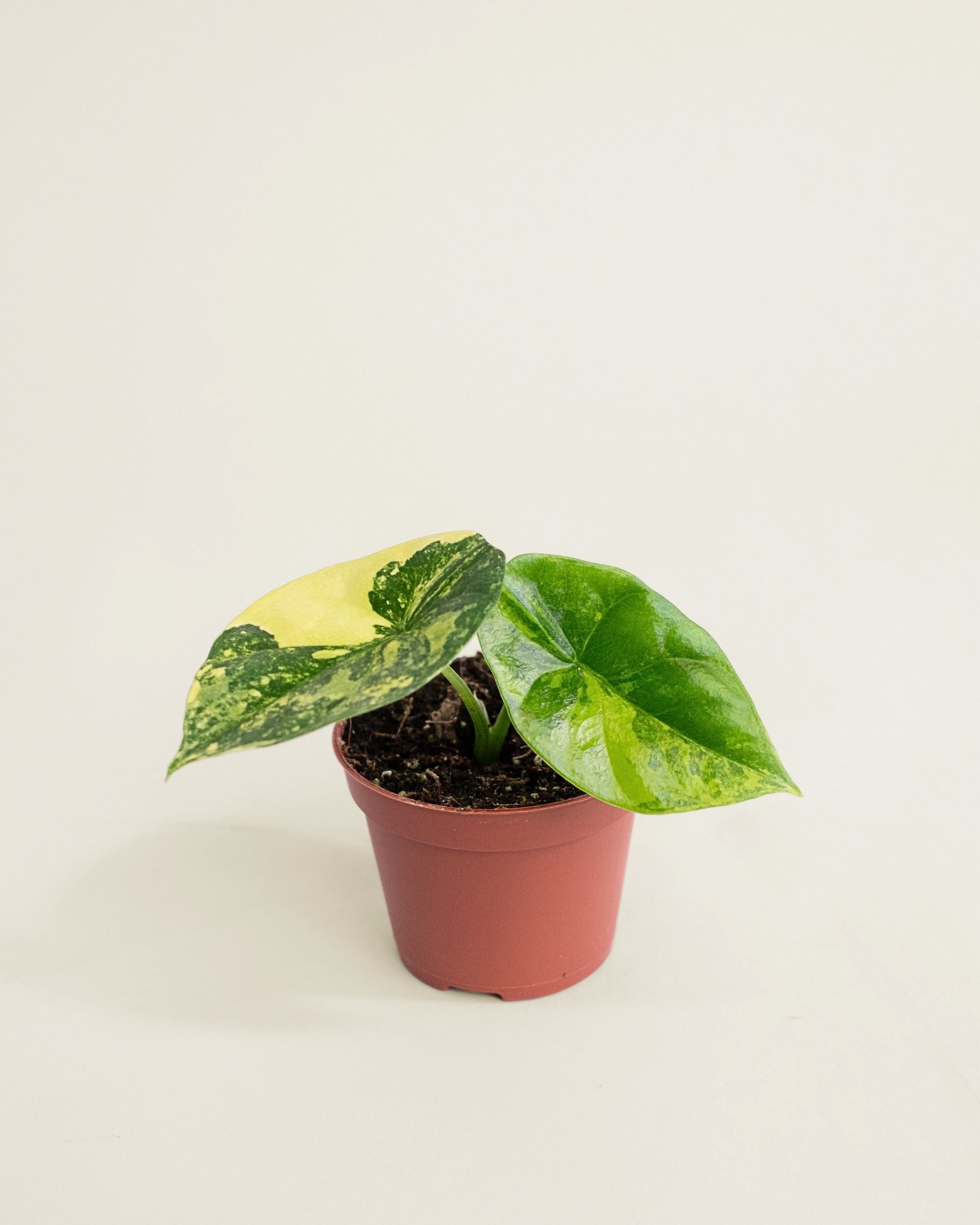 Alocasia Sinuata Aurea