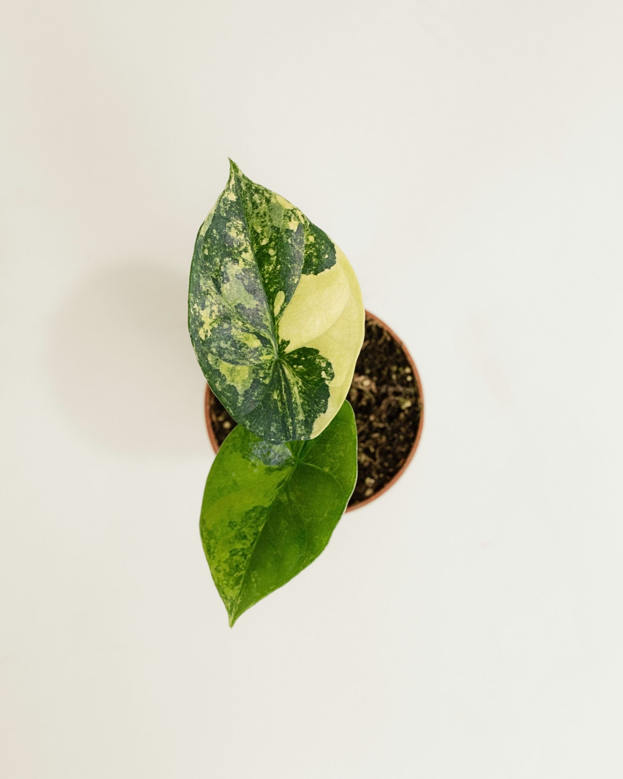 Alocasia Sinuata Aurea