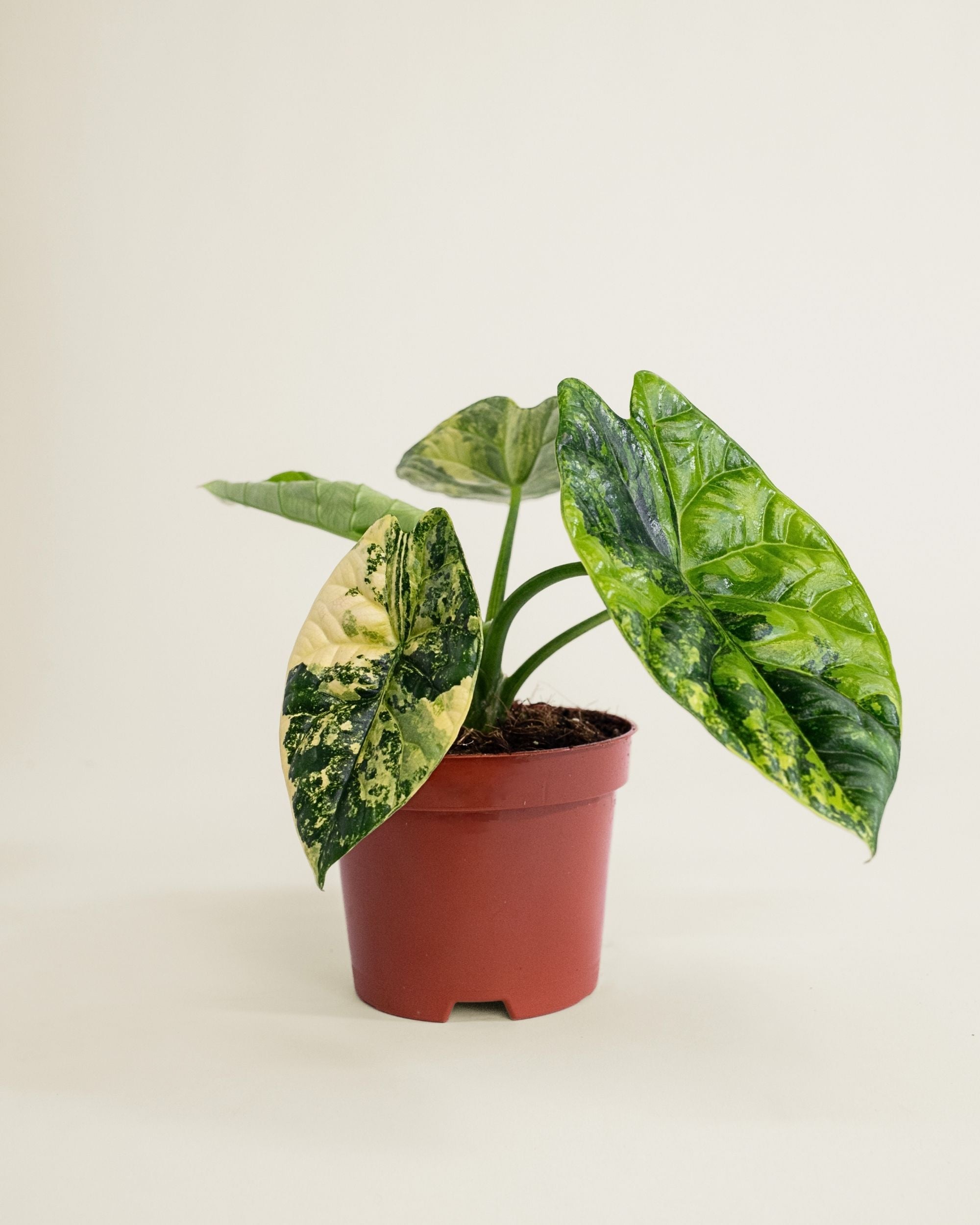 Alocasia Sinuata Aurea