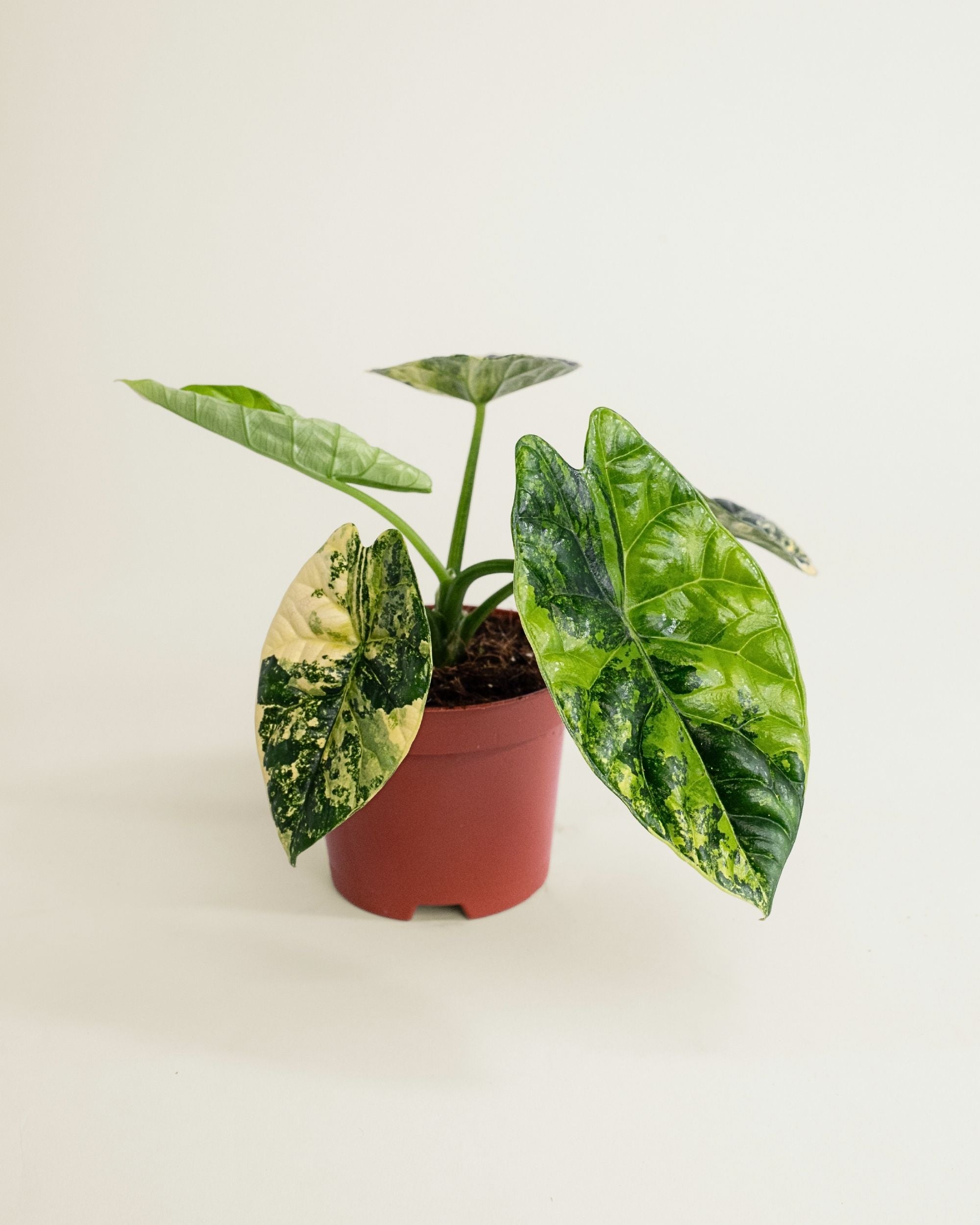 Alocasia Sinuata Aurea