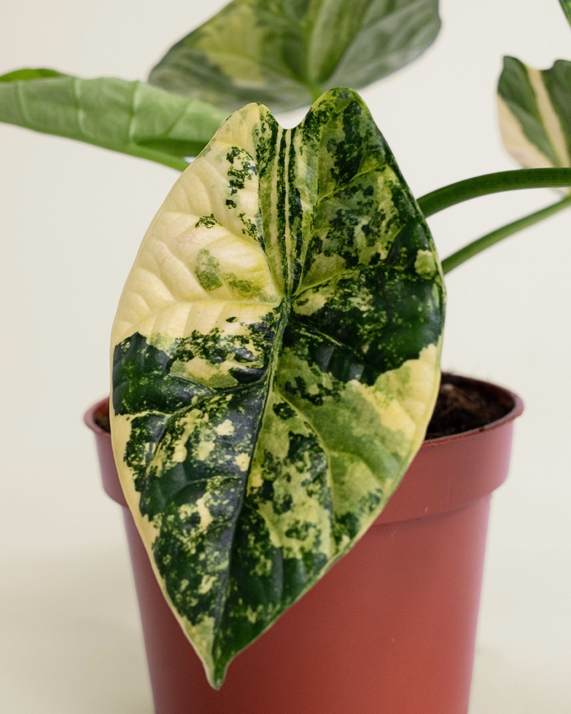 Alocasia Sinuata Aurea