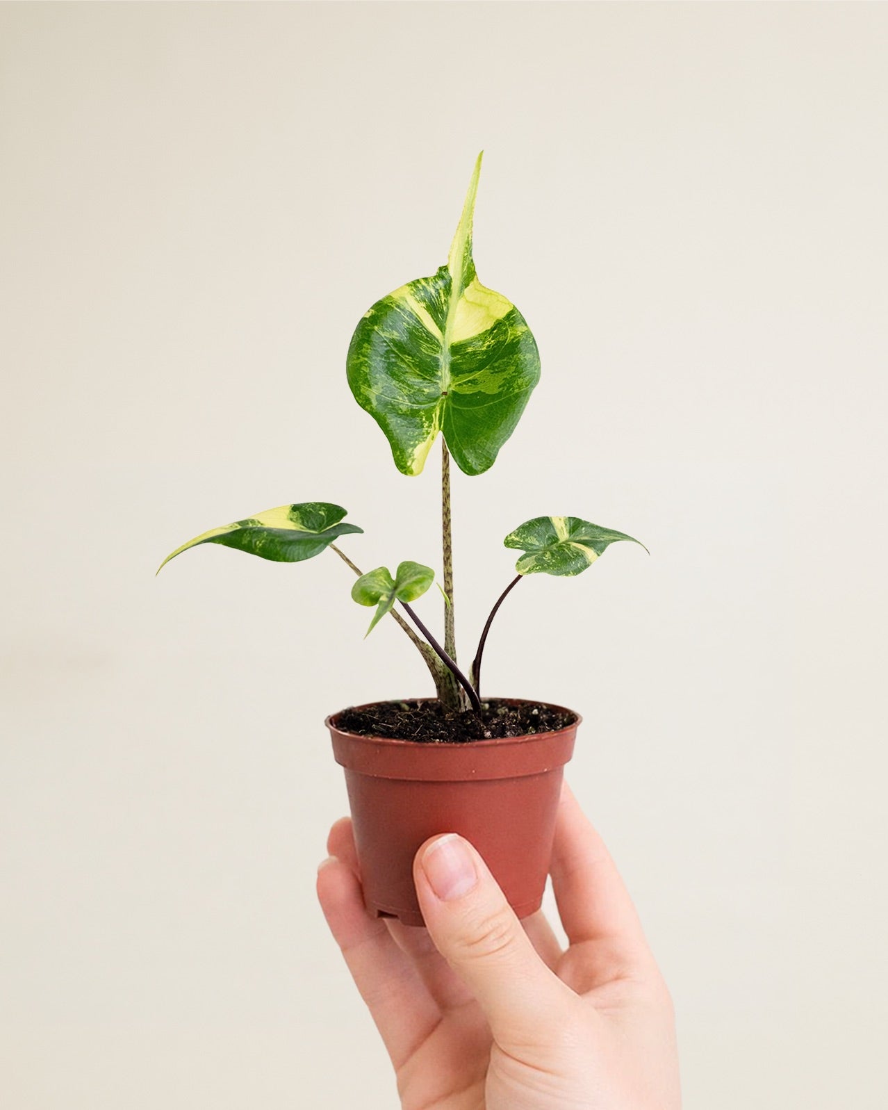 Alocasia Stingray Aurea