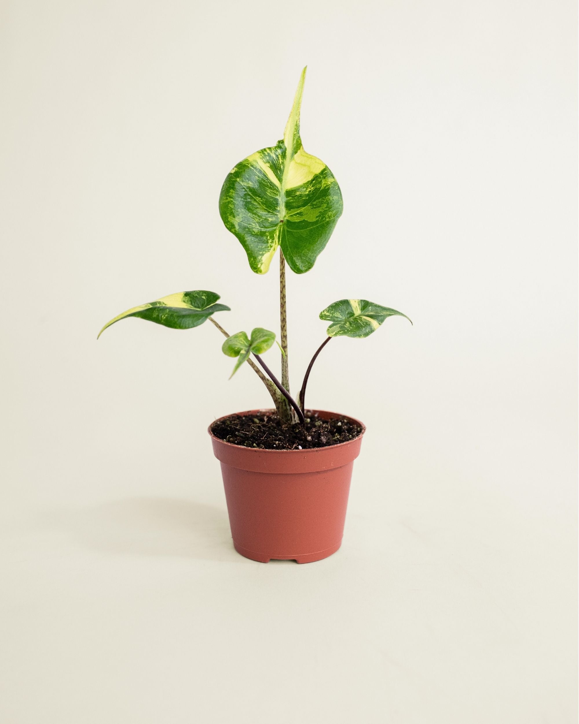 Alocasia Stingray Aurea