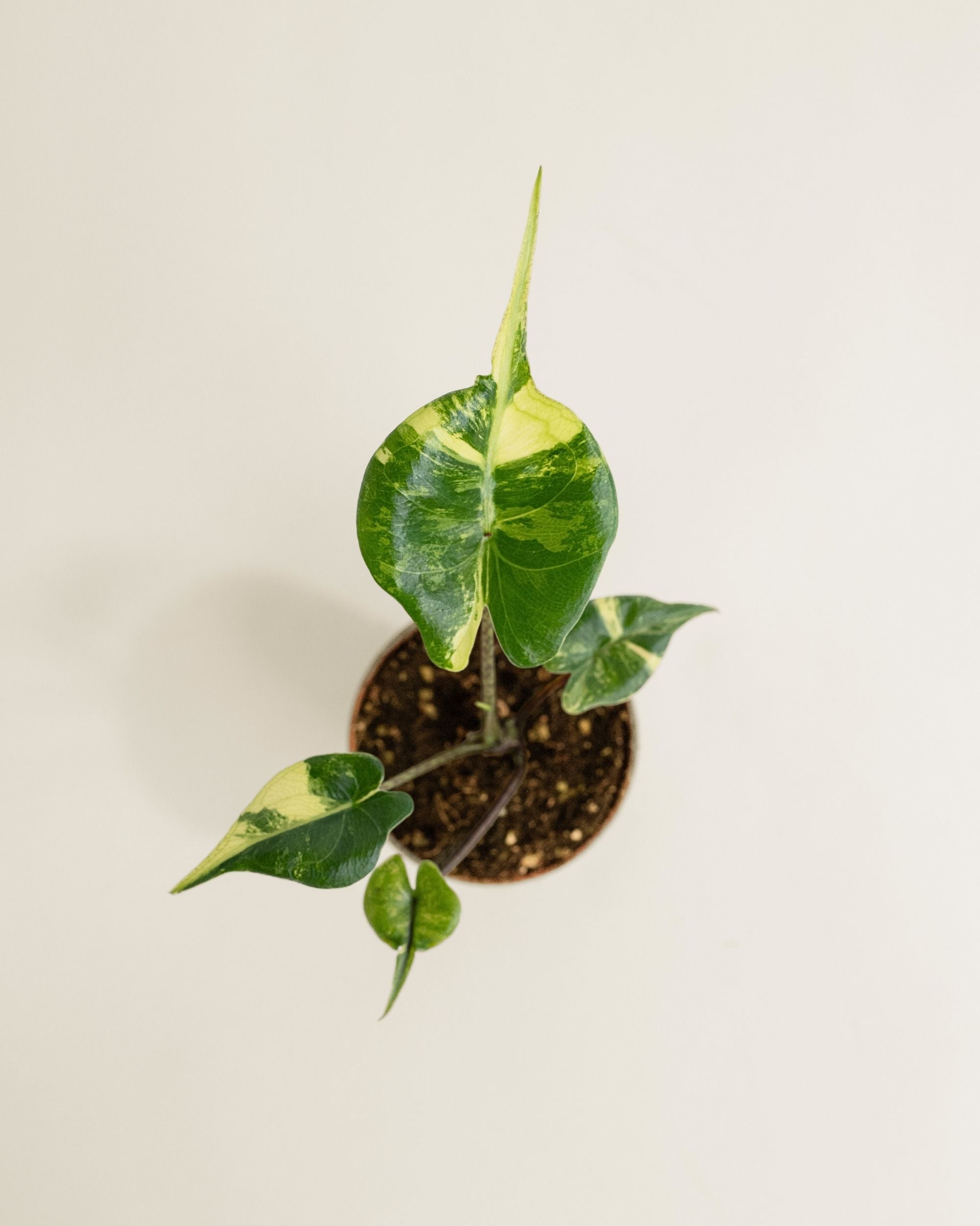 Alocasia Stingray Aurea