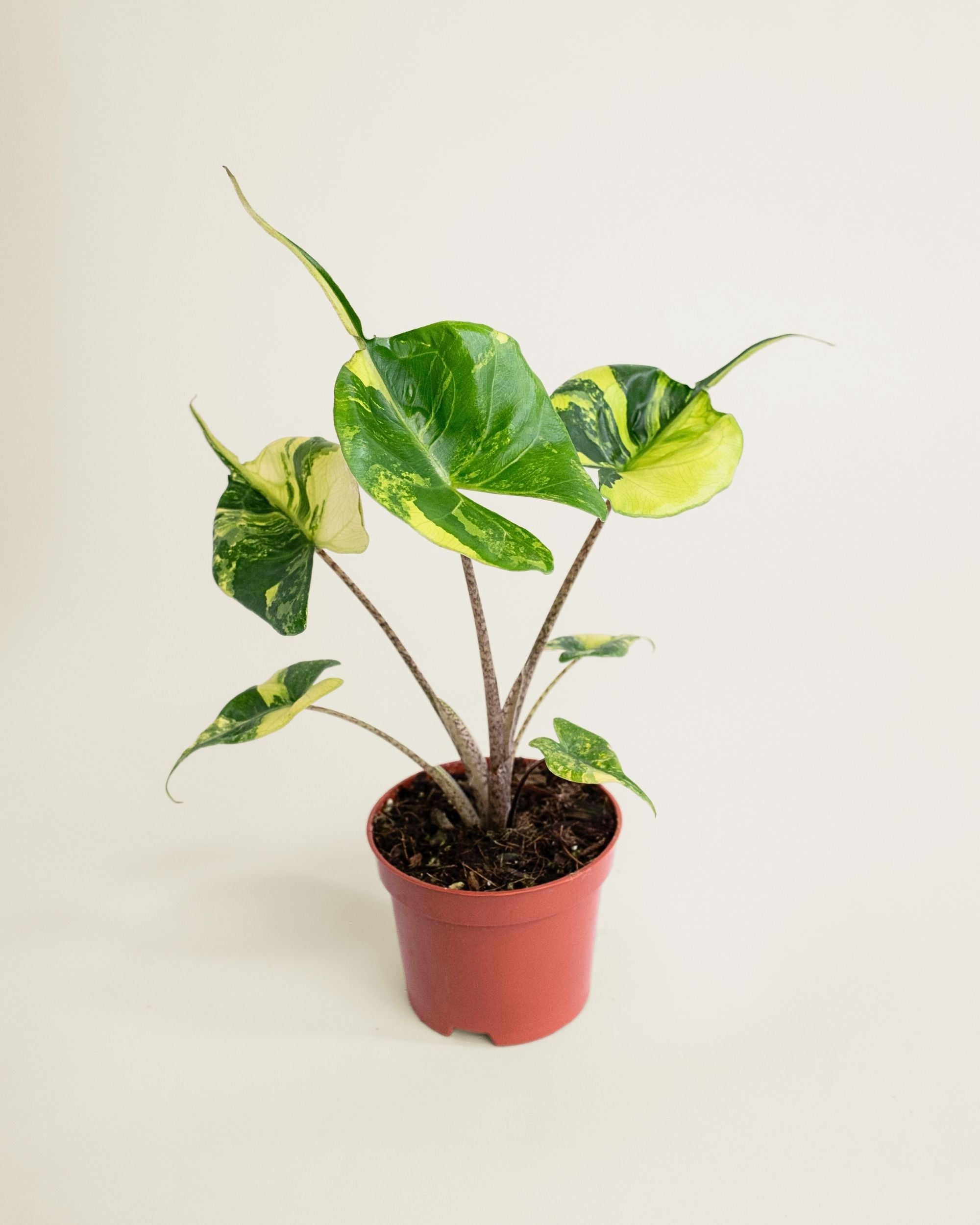 Alocasia Stingray Aurea
