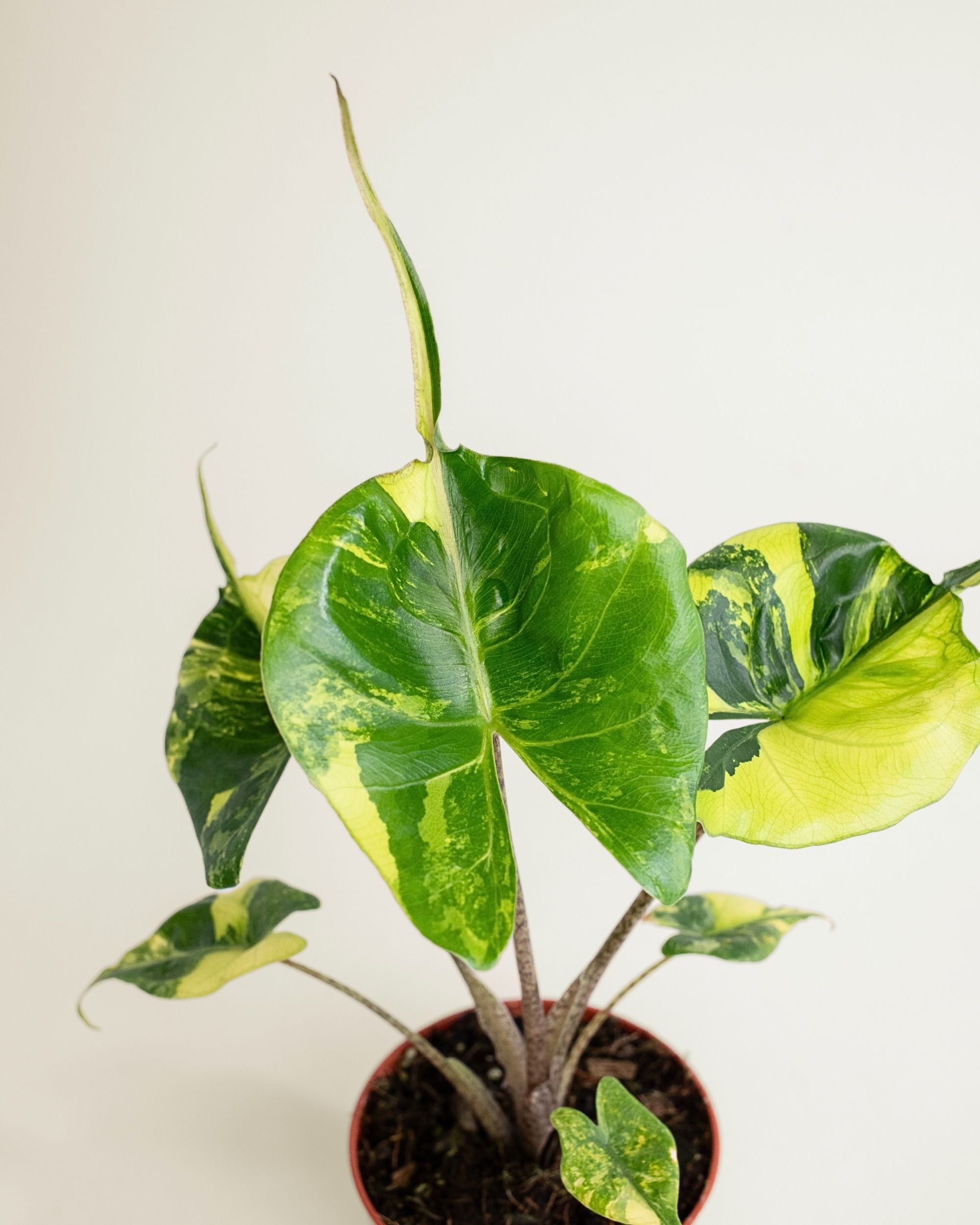 Alocasia Stingray Aurea