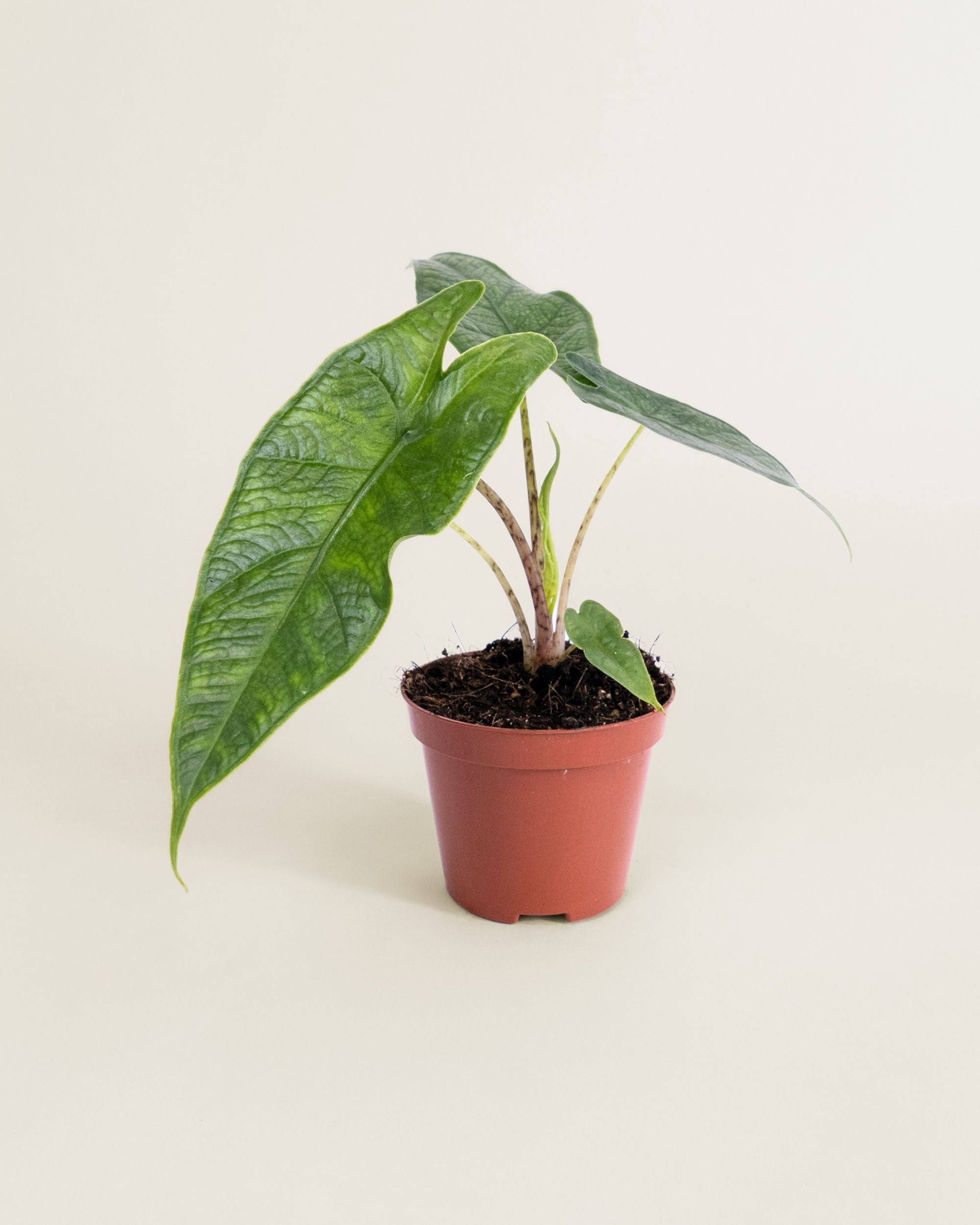 Alocasia Sulawesi Green Carpet