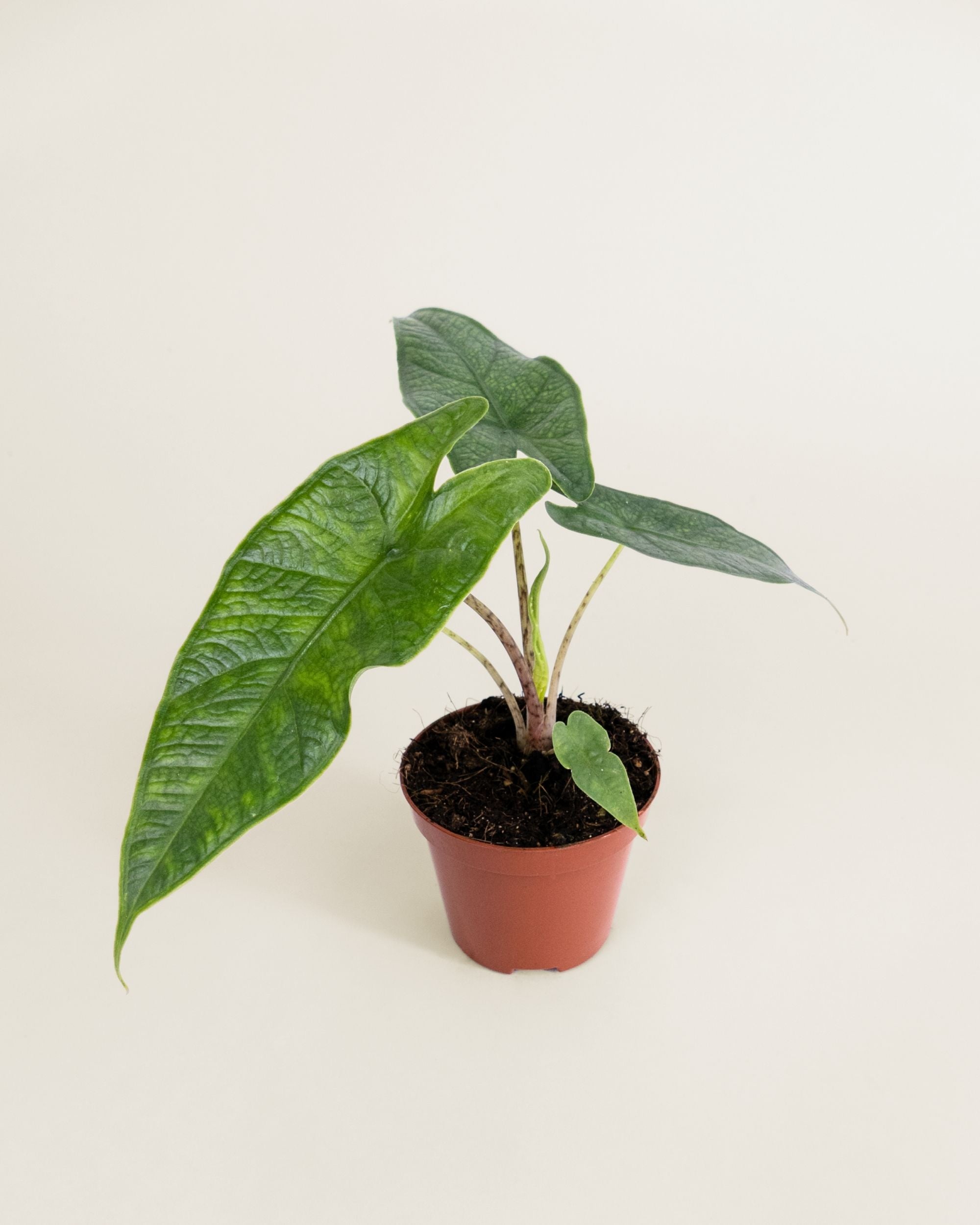 Alocasia Sulawesi Green Carpet