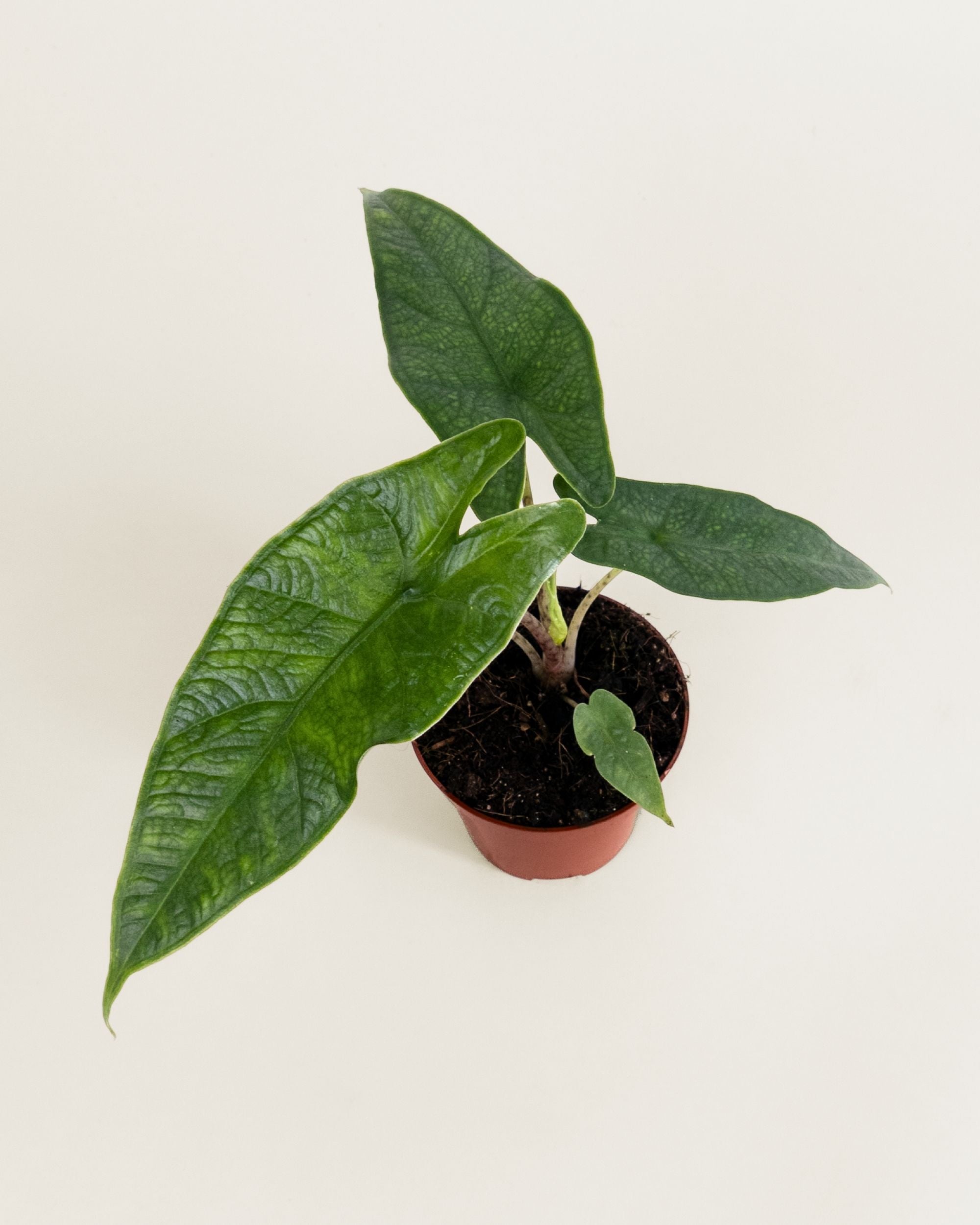 Alocasia Sulawesi Green Carpet