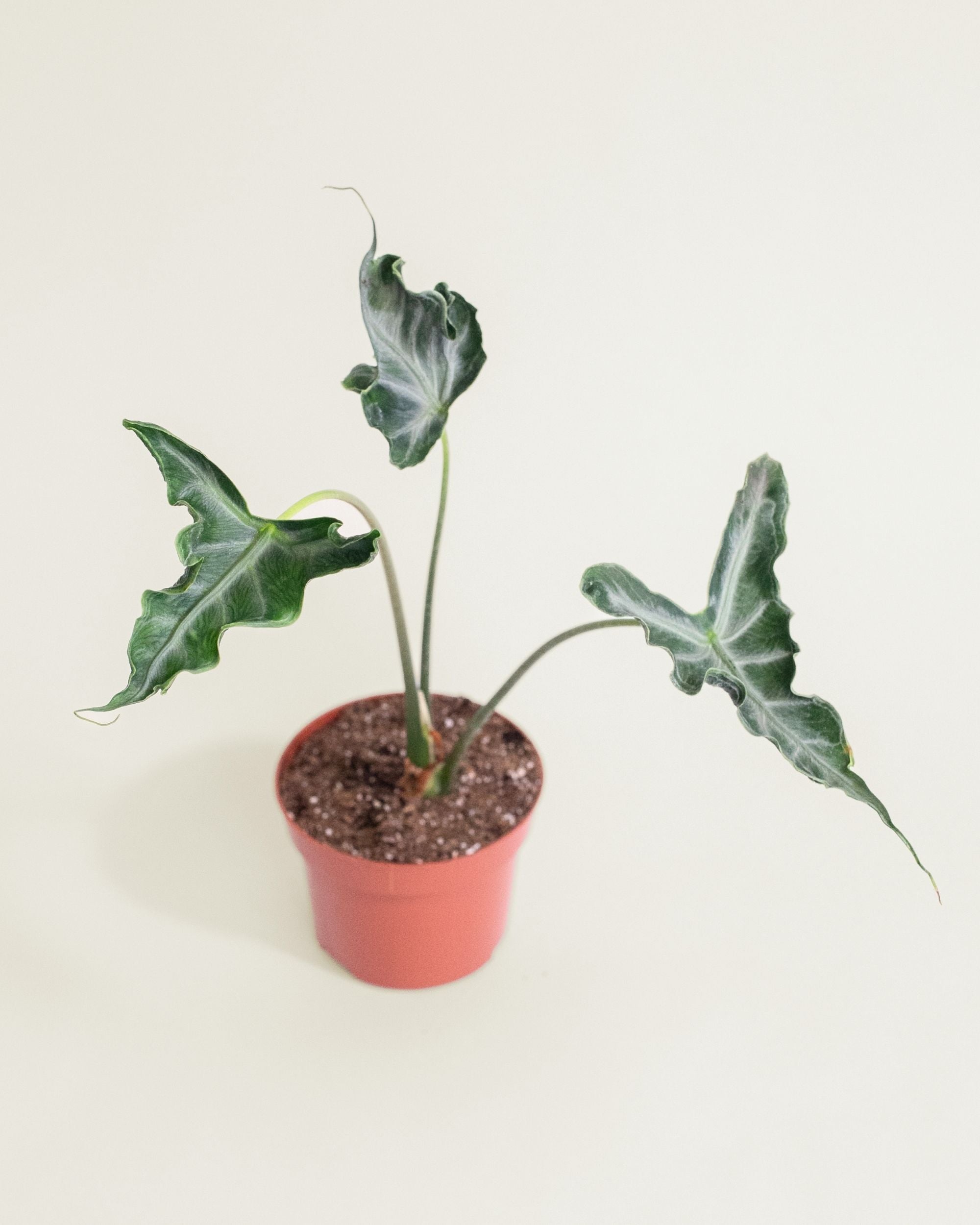 Alocasia Teletubbies