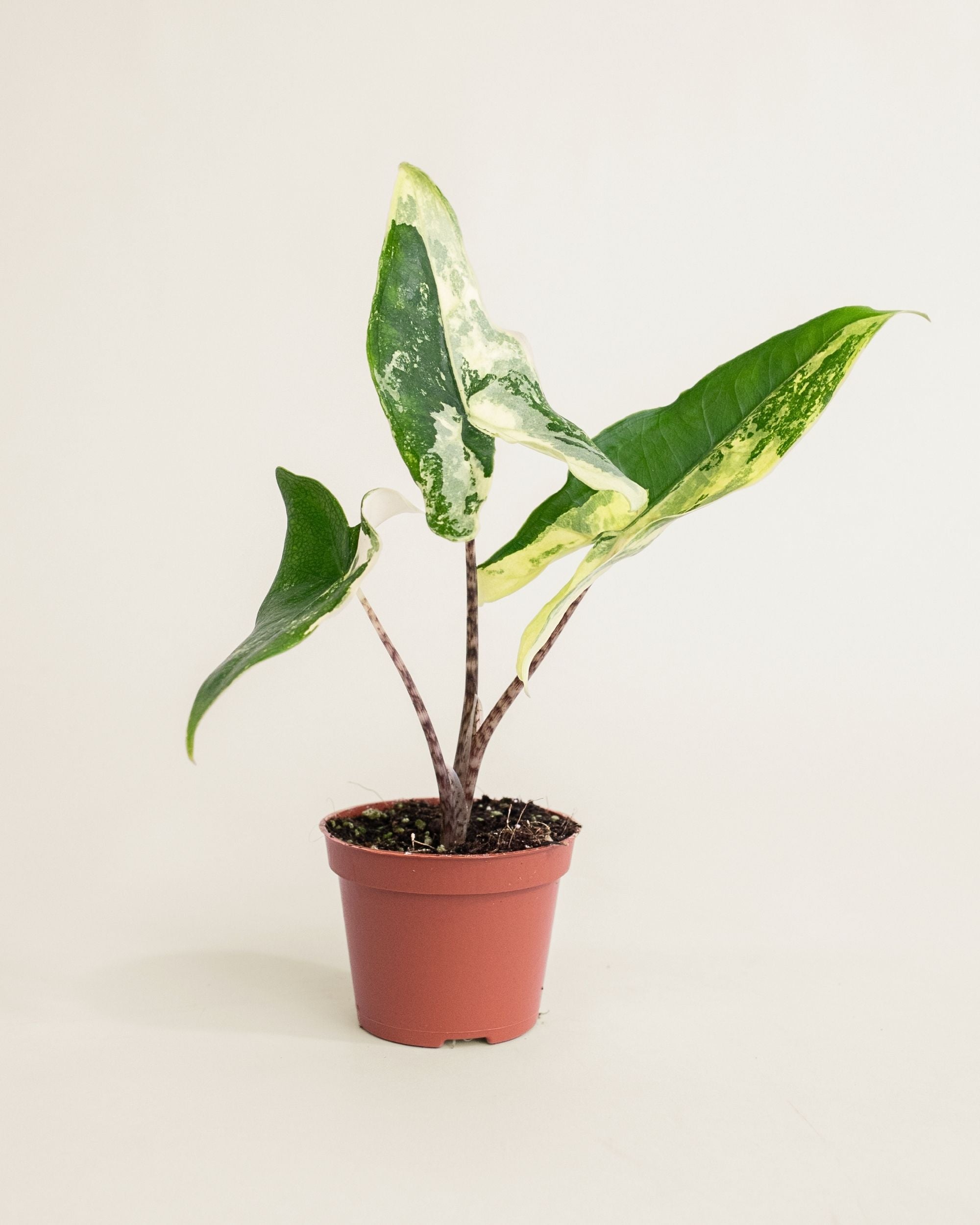 Alocasia Tigrina Superba Variegata
