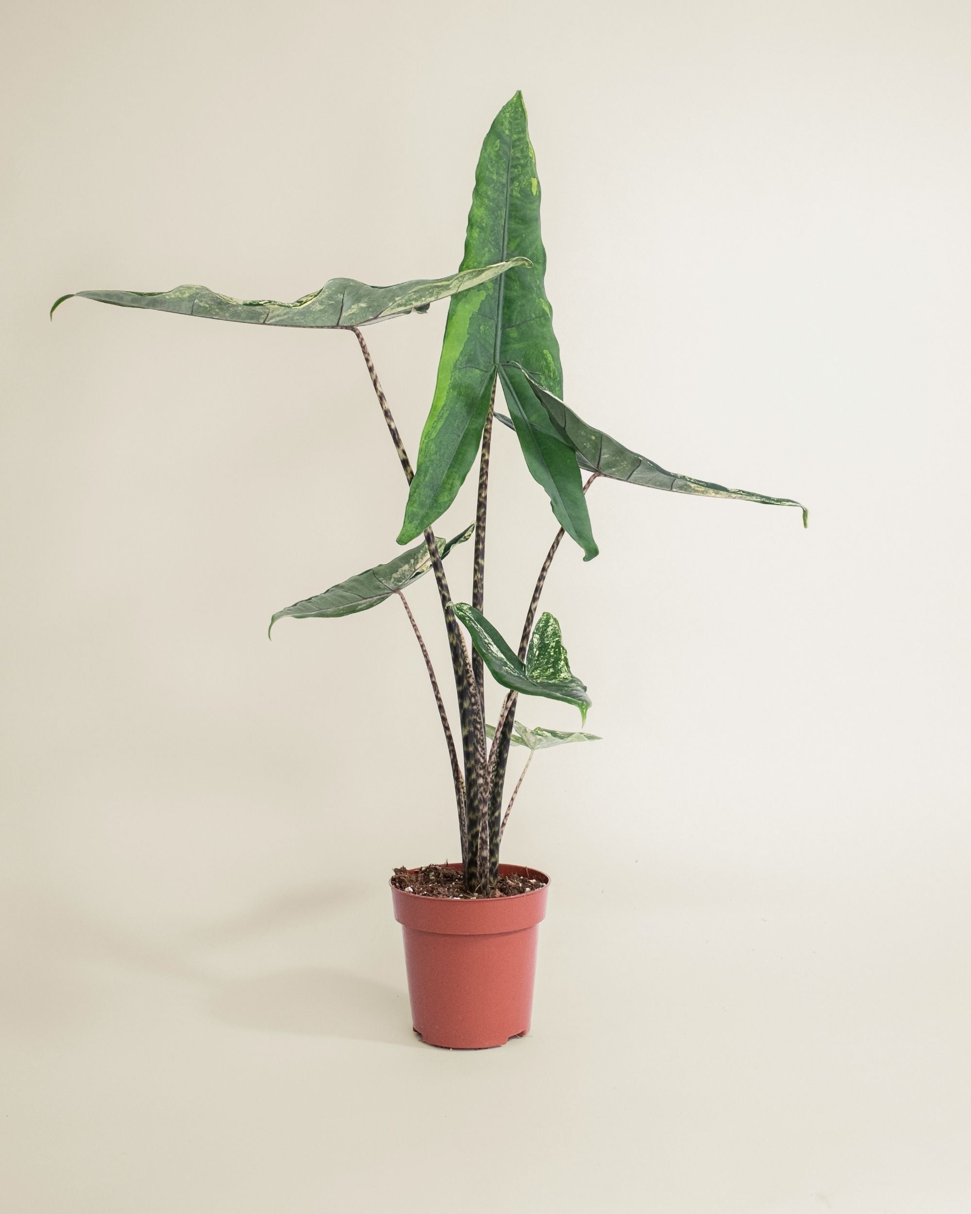 Alocasia Tigrina Superba Variegata