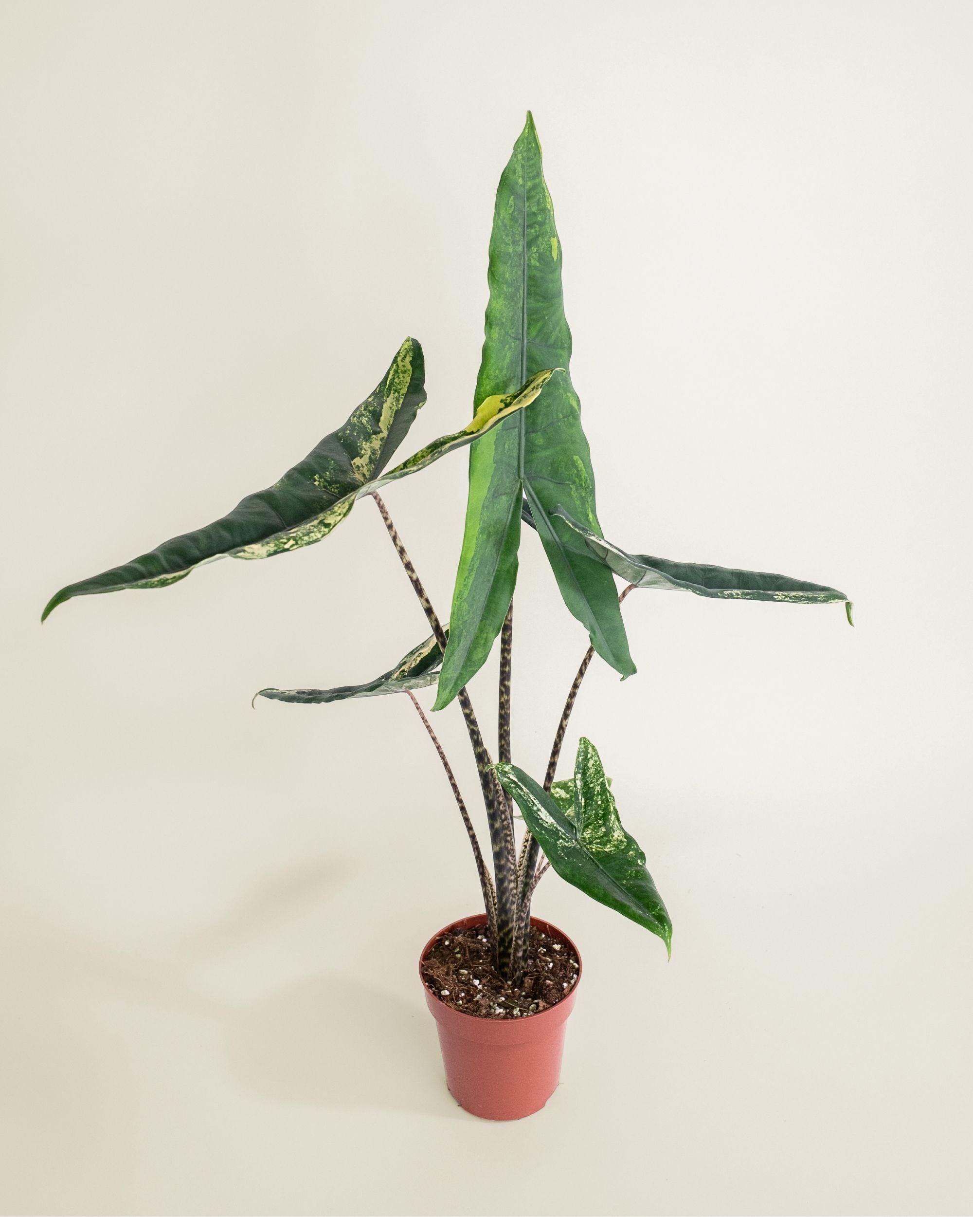 Alocasia Tigrina Superba Variegata